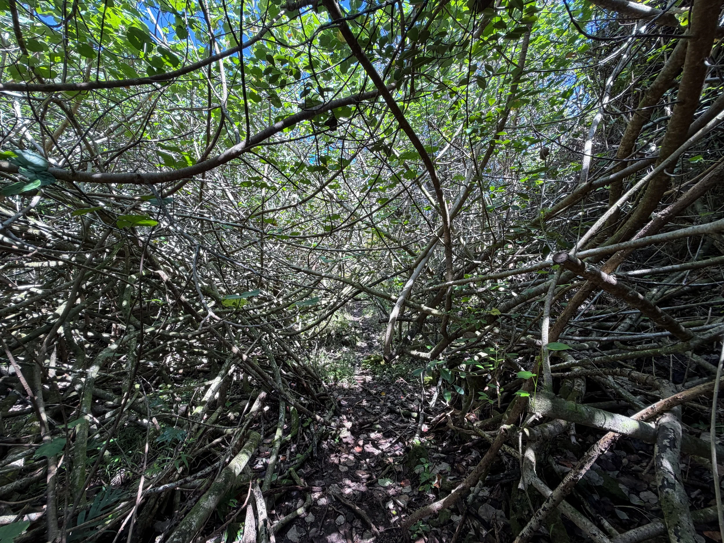 Kulanaahane Trail Oahu Hawaii