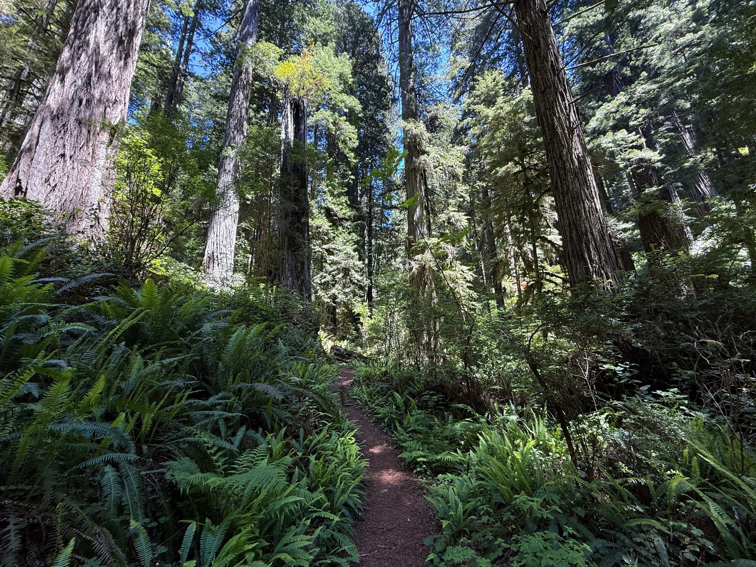 Hope Creek–Ten Taypo Loop Trail Prairie Creek Redwoods State Park California
