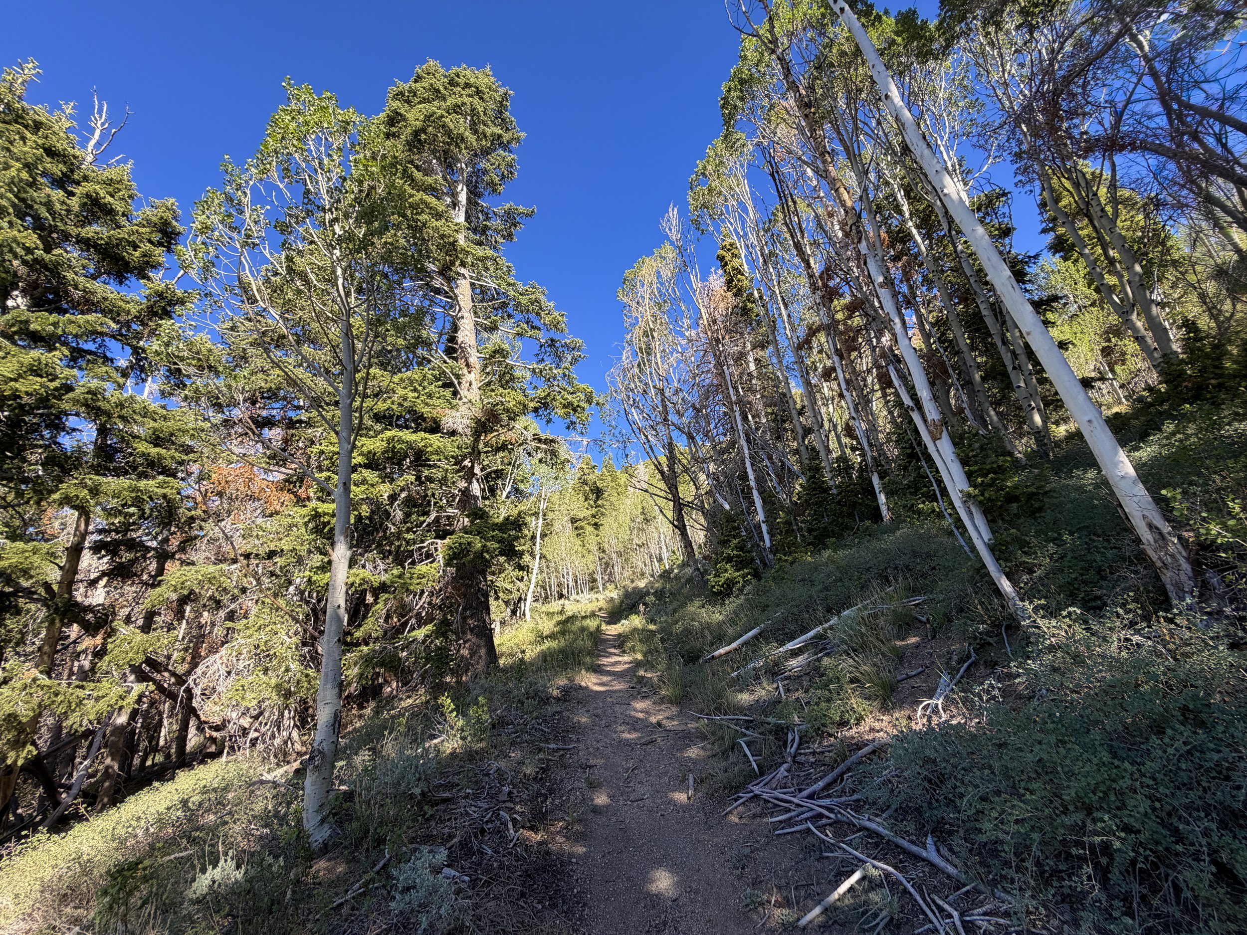 Johnson Lake Hike Great Basin National Park Nevada