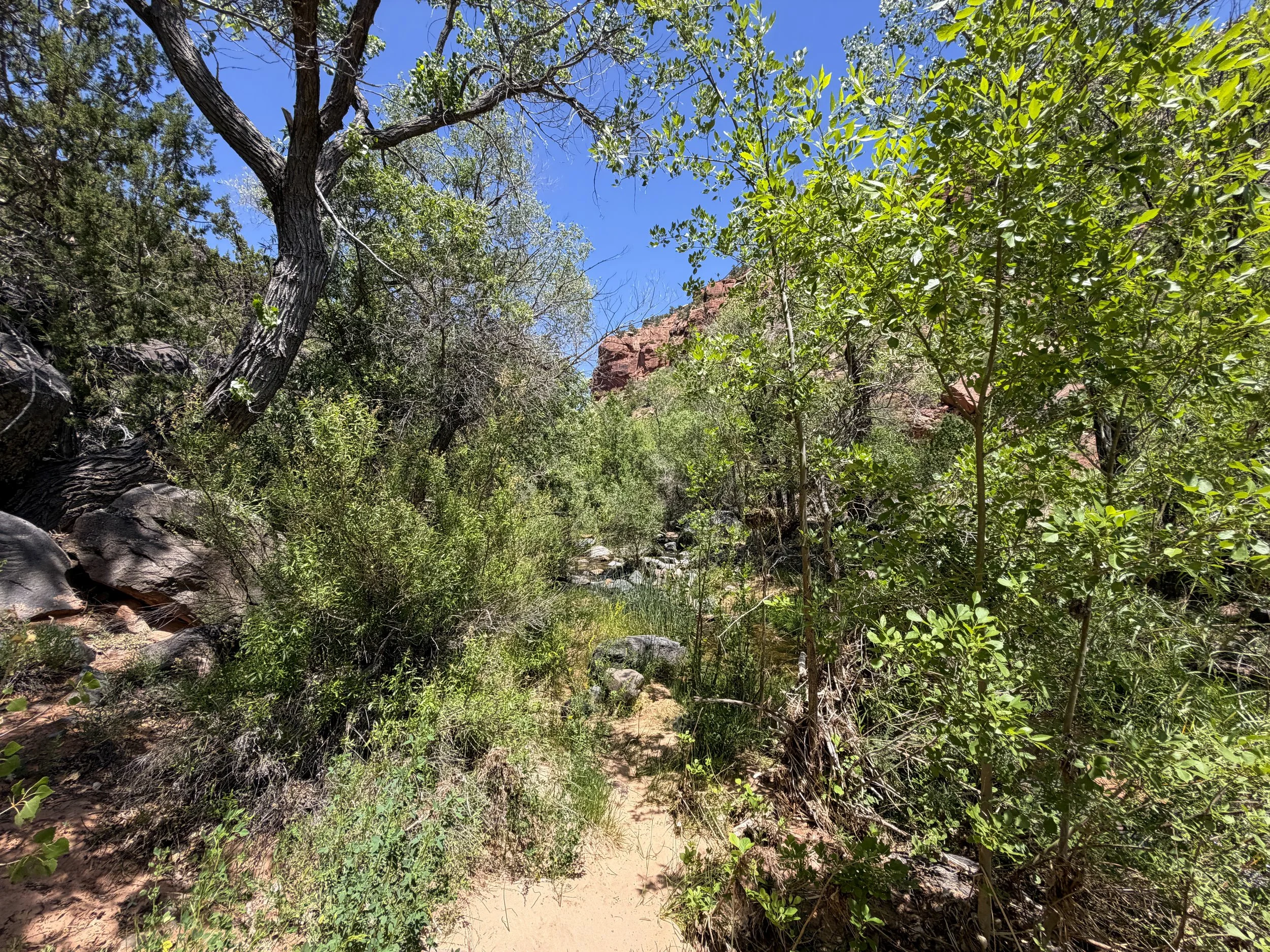 Grapevine Trail to Left Fork Falls Zion National Park Utah