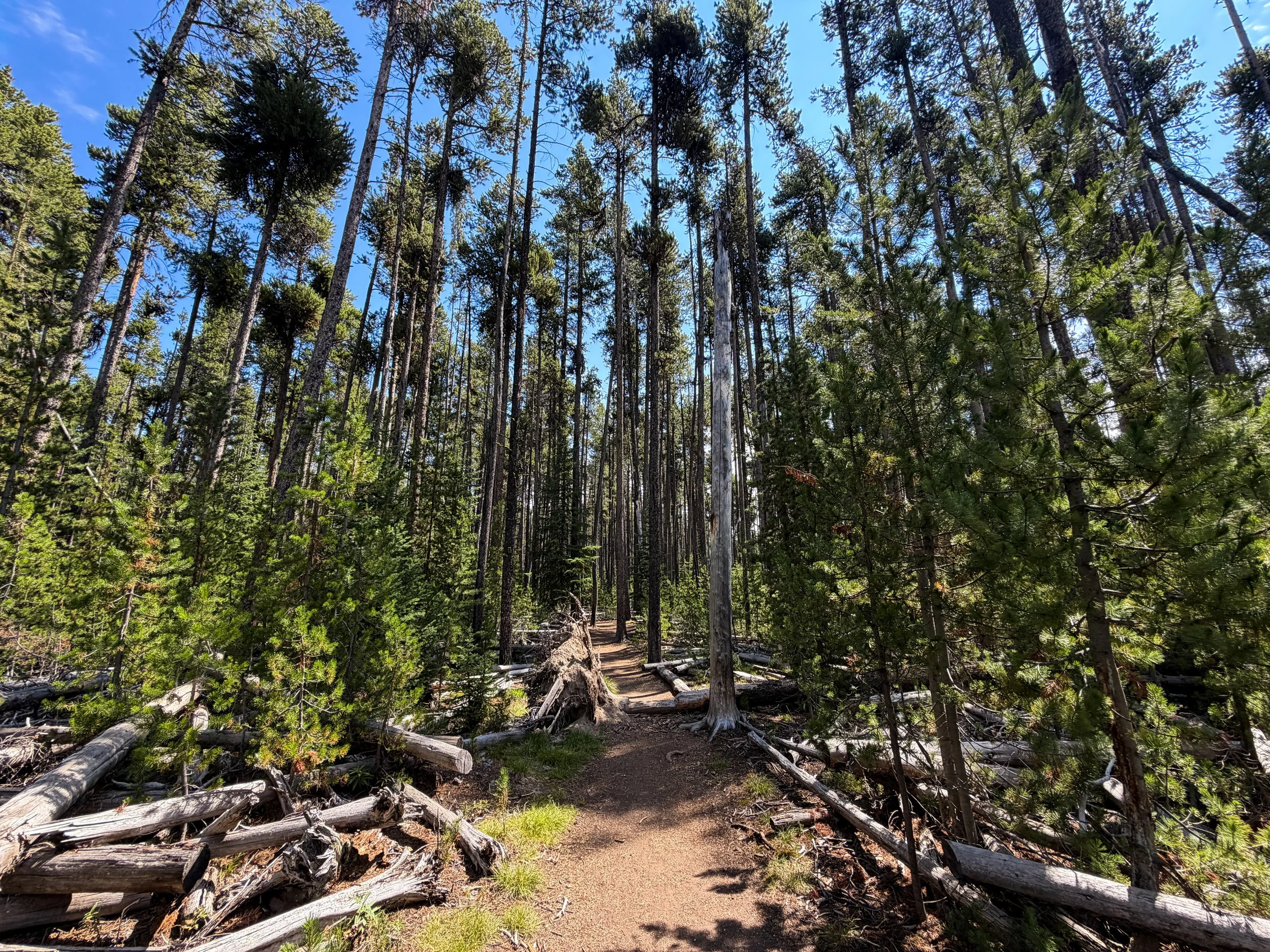 Storm Point Loop Trail Yellowstone National Park Wyoming
