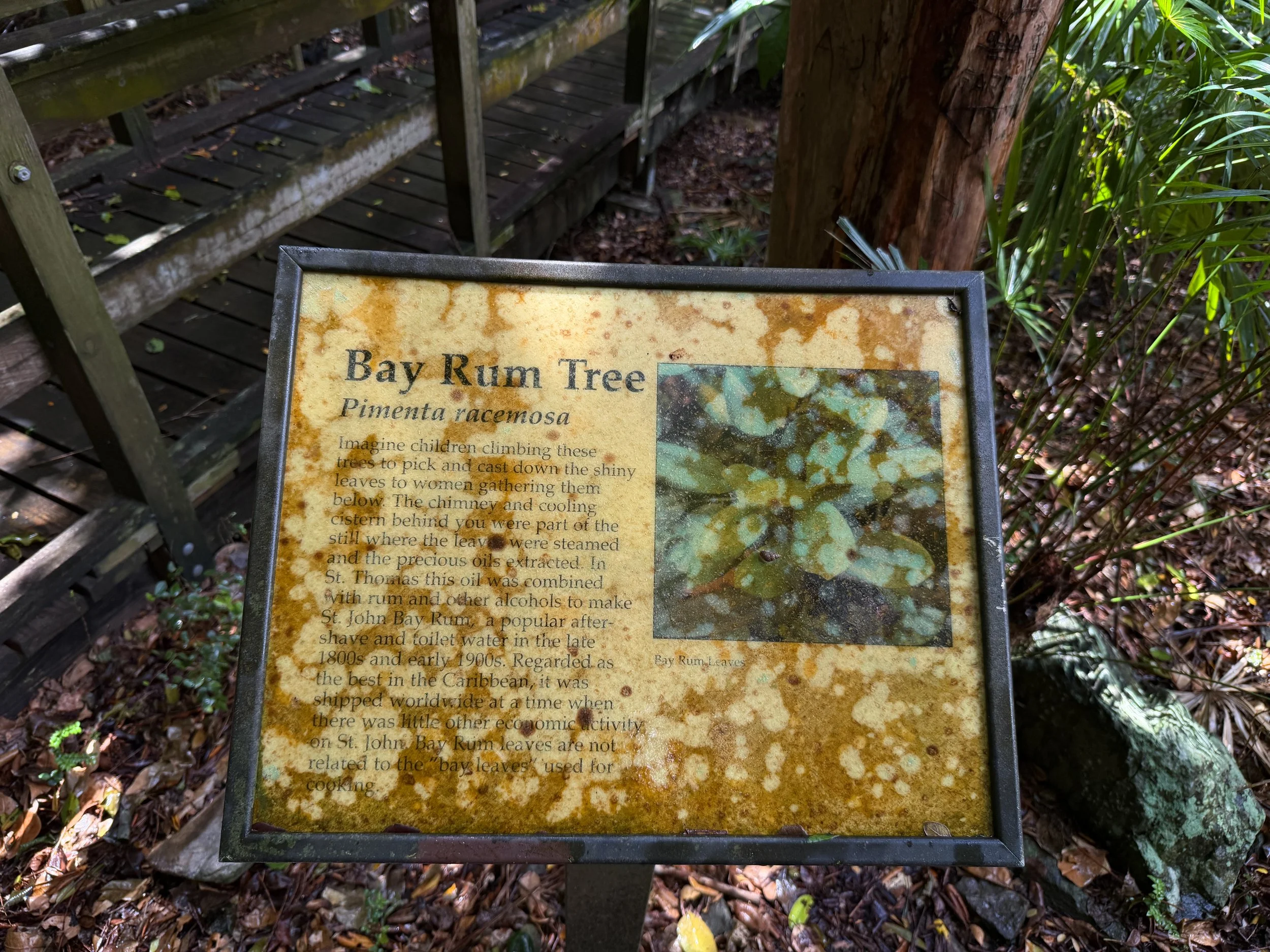 Cinnamon Bay Loop Trail Virgin Islands National Park