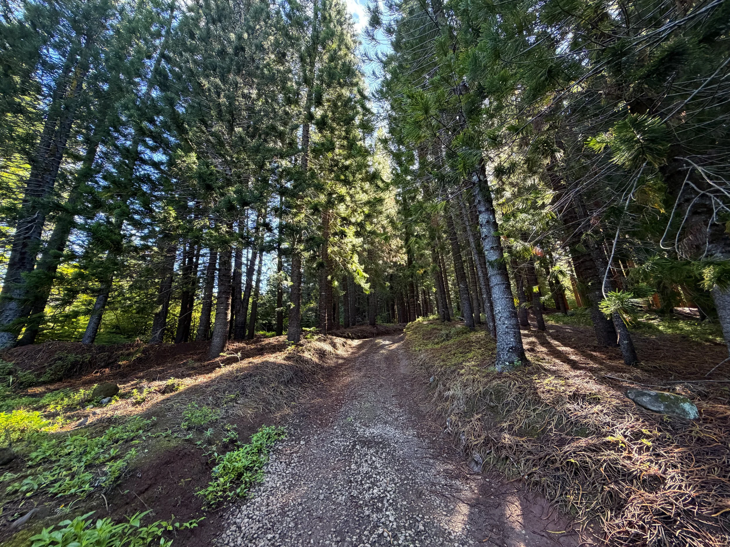 Peacock Flats Road to Mokuleia Trail Oahu Hawaii