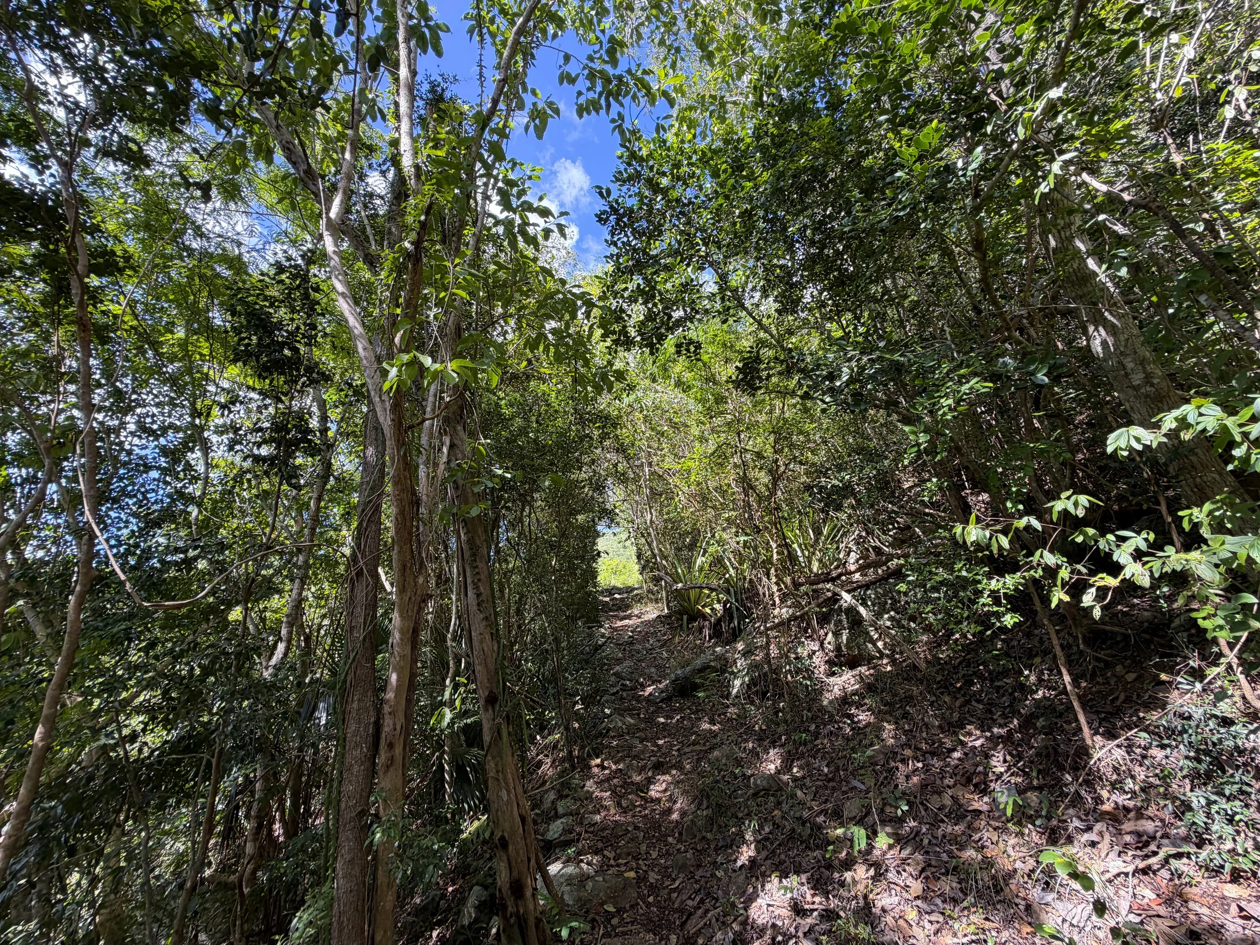 Great Sieben Trail Virgin Islands National Park