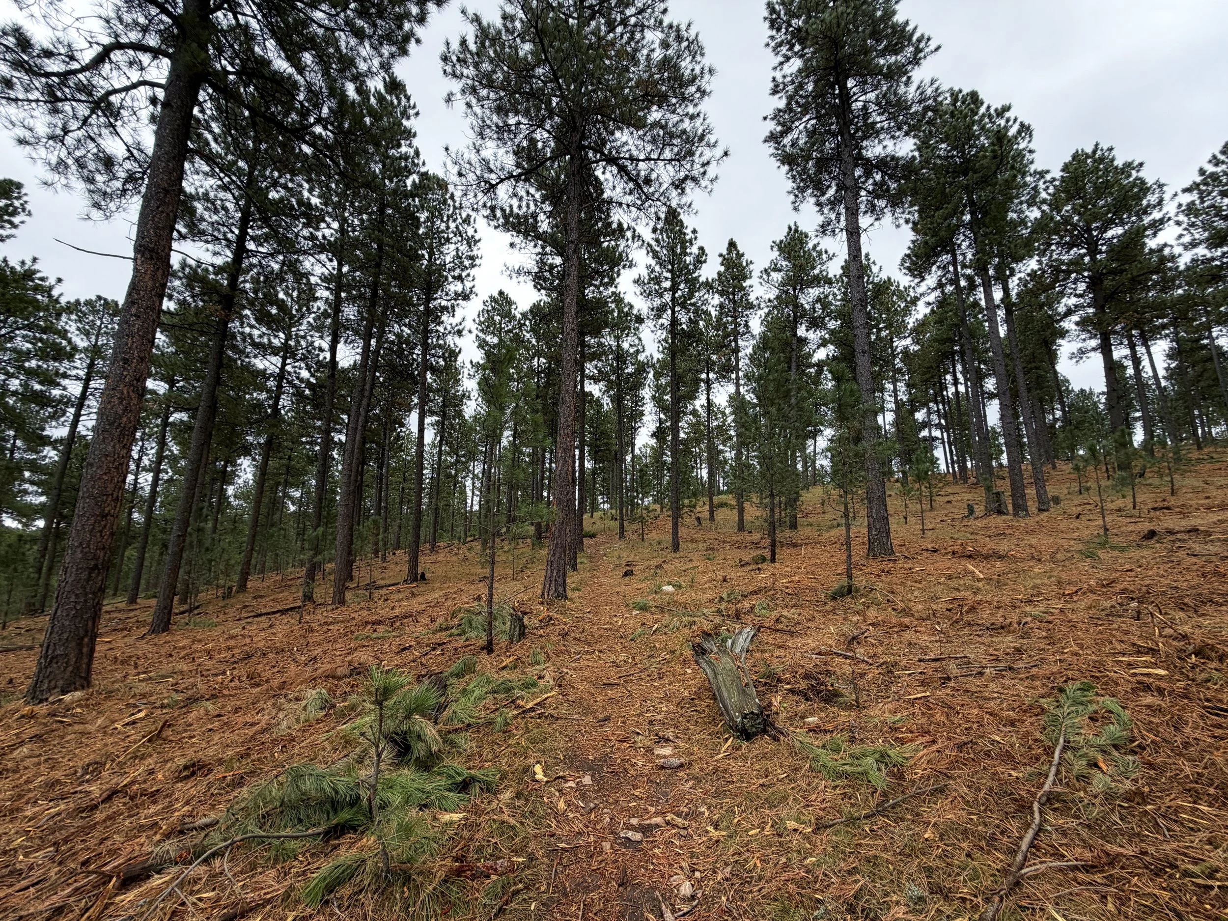 Buzzards Roost Trail Black Hills Rapid City South Dakota