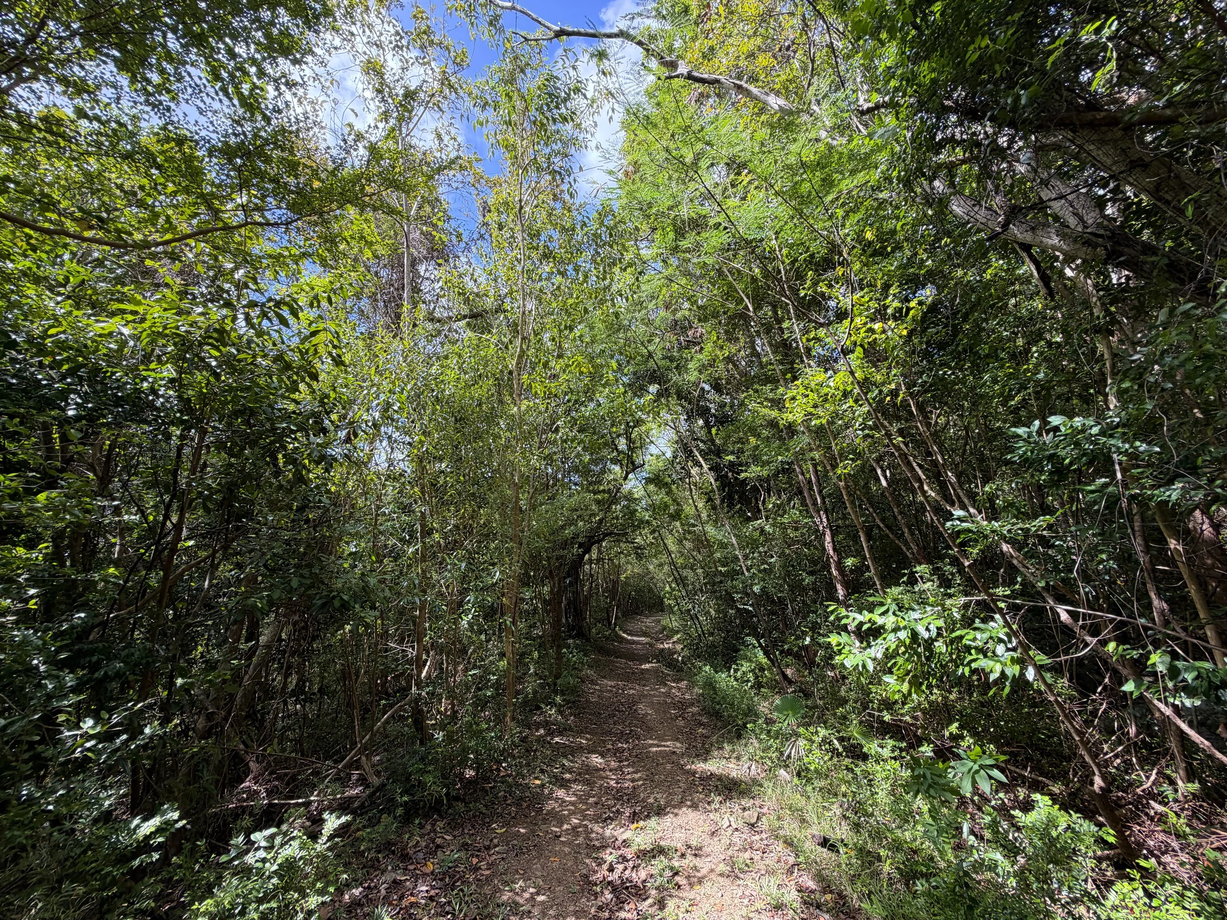 L'Esperance Trail Virgin Islands National Park