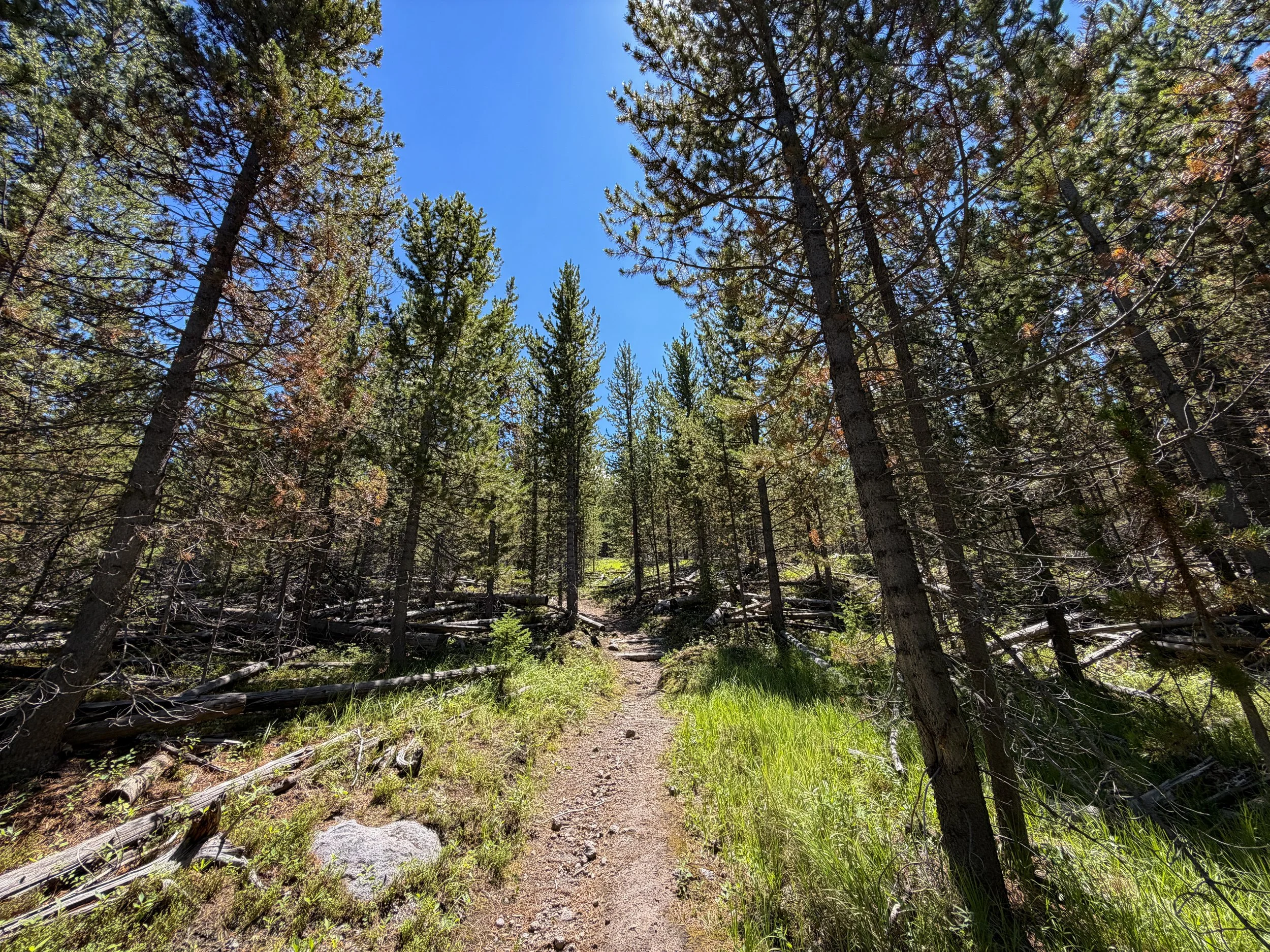 Fern Cascade Loop Trail Yellowstone National Park Wyoming