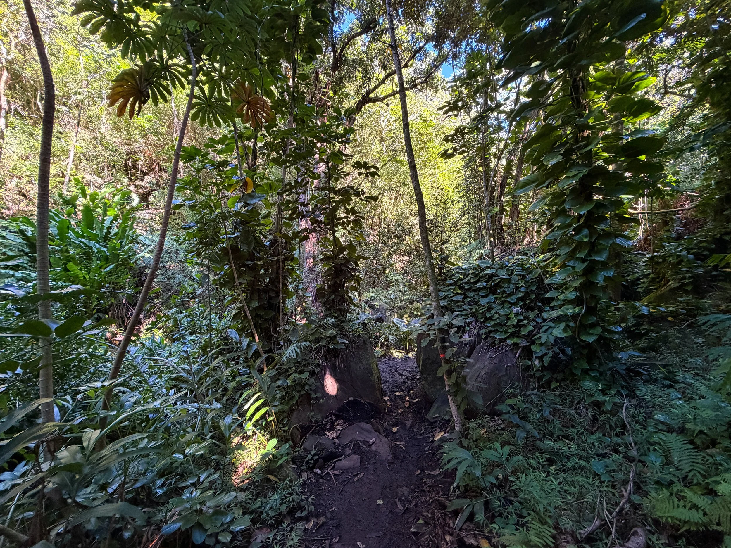 Kaau Crater Trail Oahu Hawaii