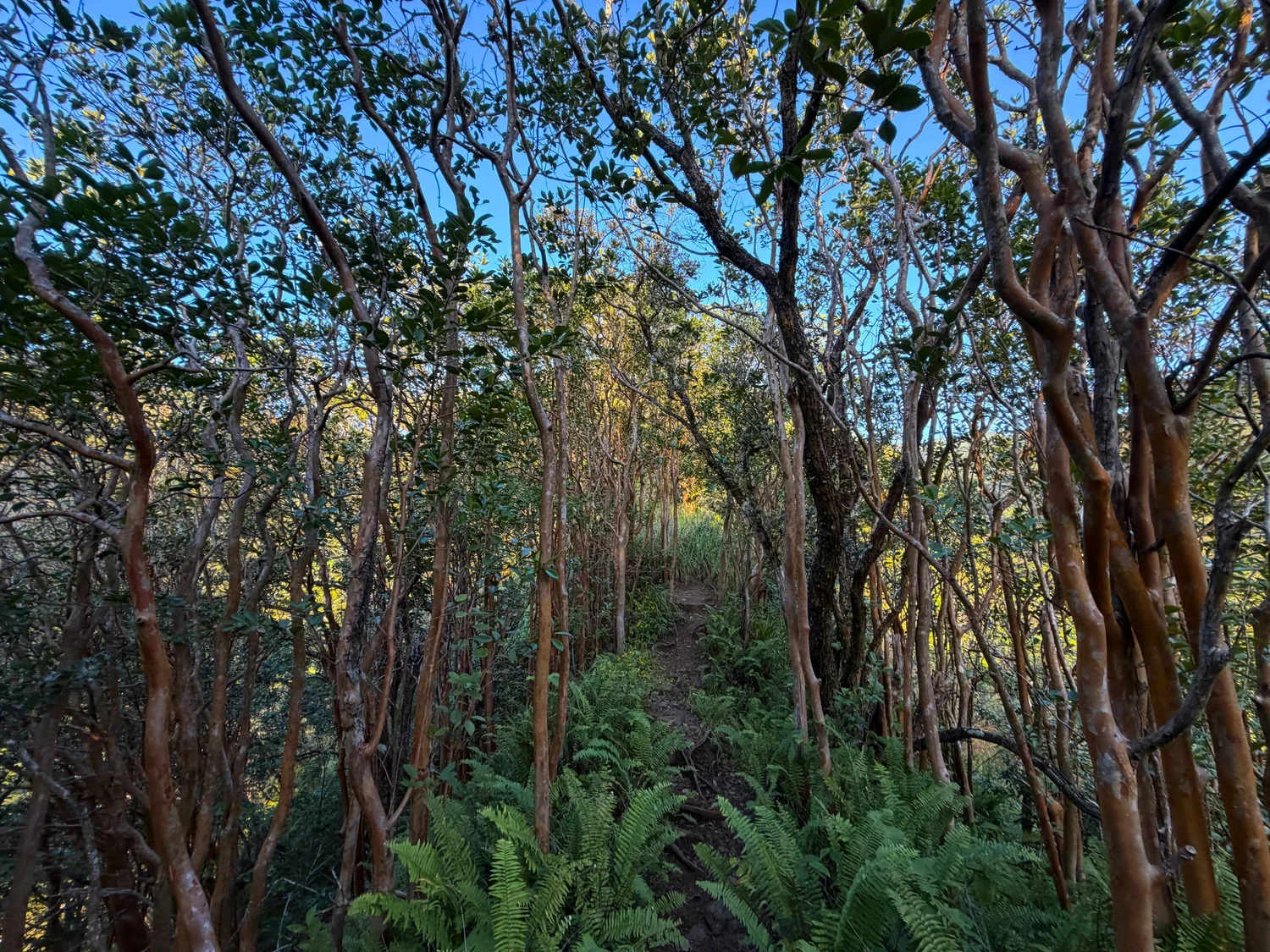 Panuanaula Ridge Hiking the Moanalua Middle Ridge Trail (Back Way to the Stairway to ...
