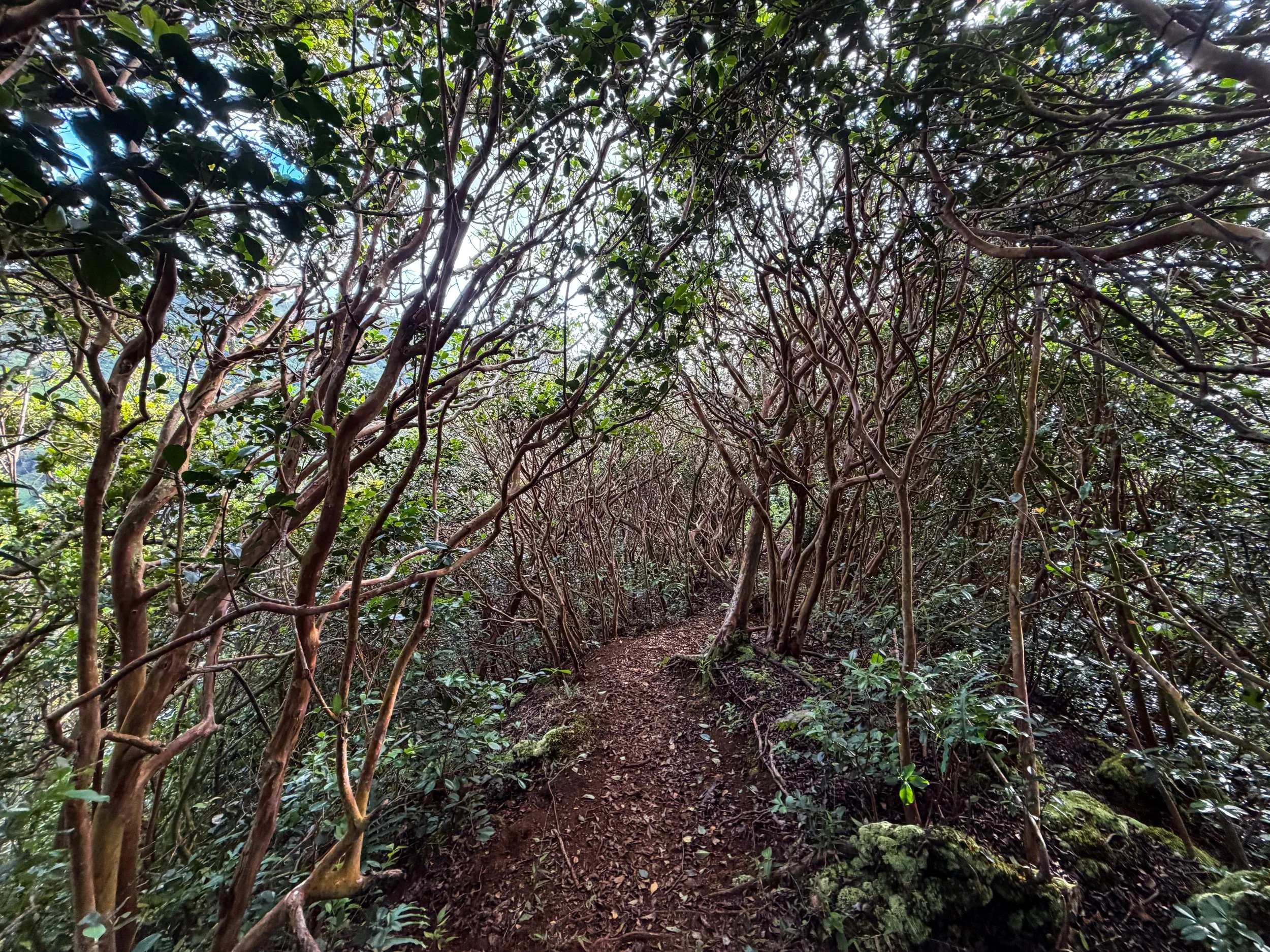 Kaau Crater Trail Oahu Hawaii