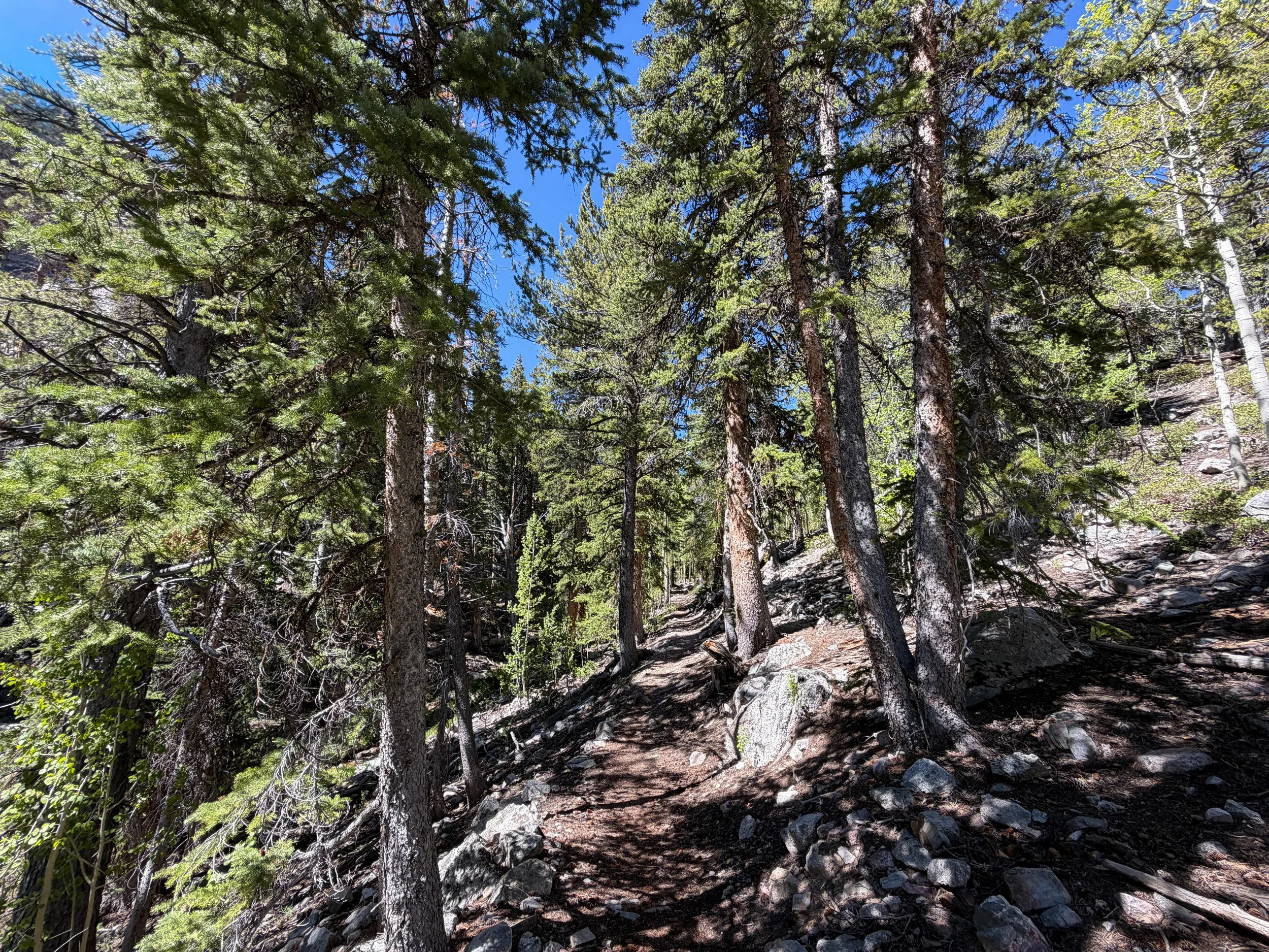 Baker Lake Trail Great Basin National Park Nevada