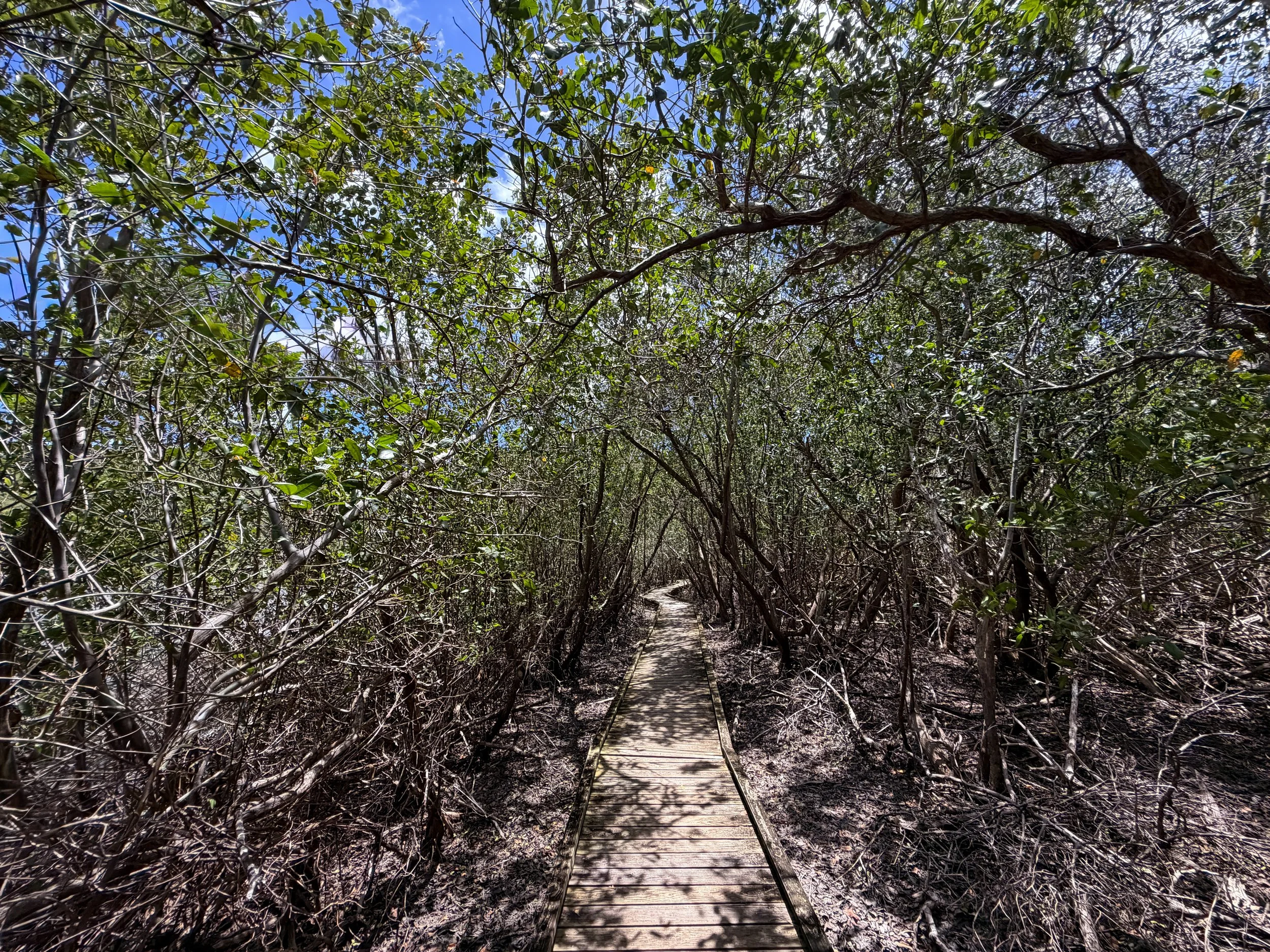 Francis Bay Trail Virgin Islands National Park
