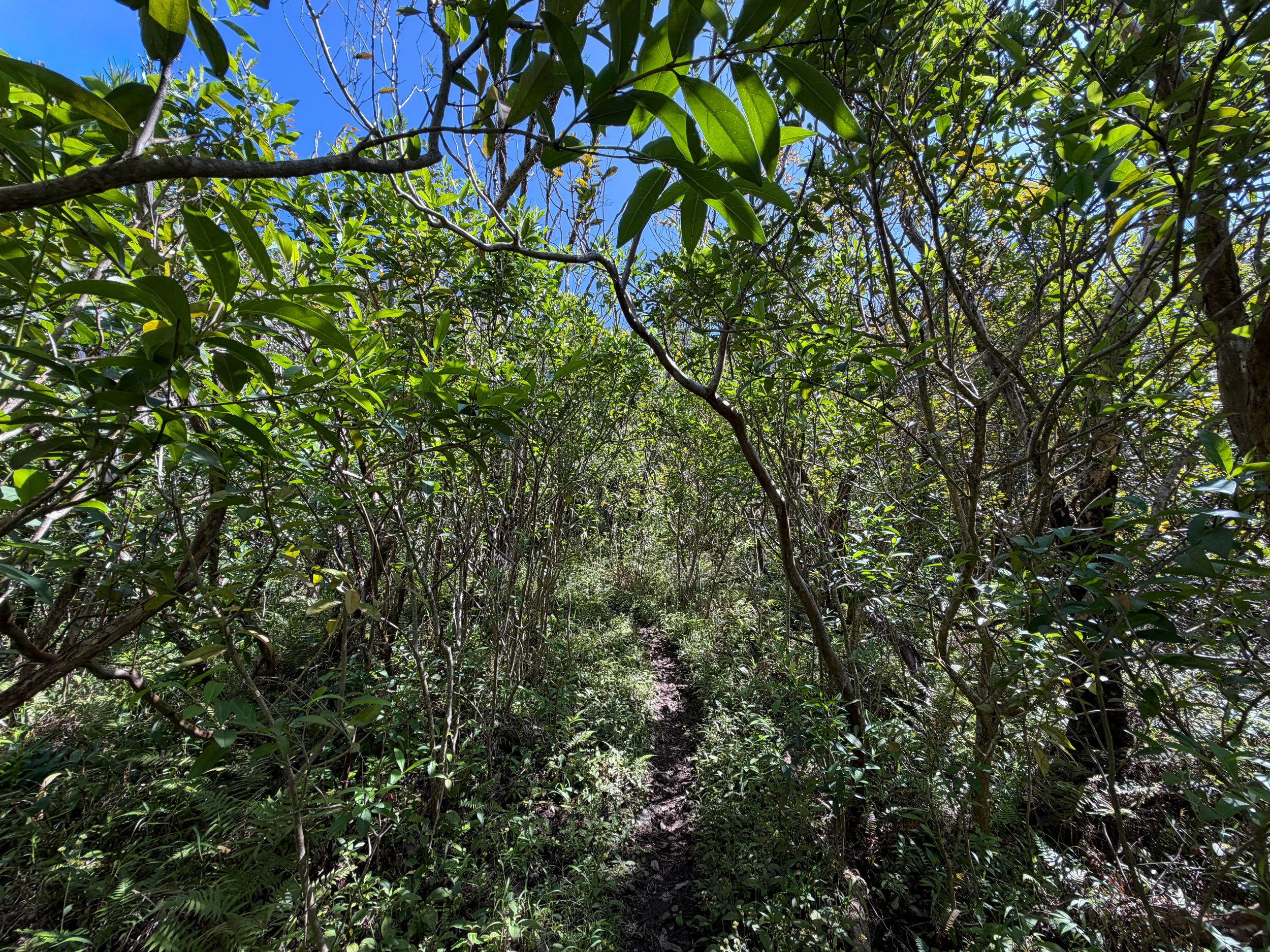 Kulanaahane Trail Oahu Hawaii