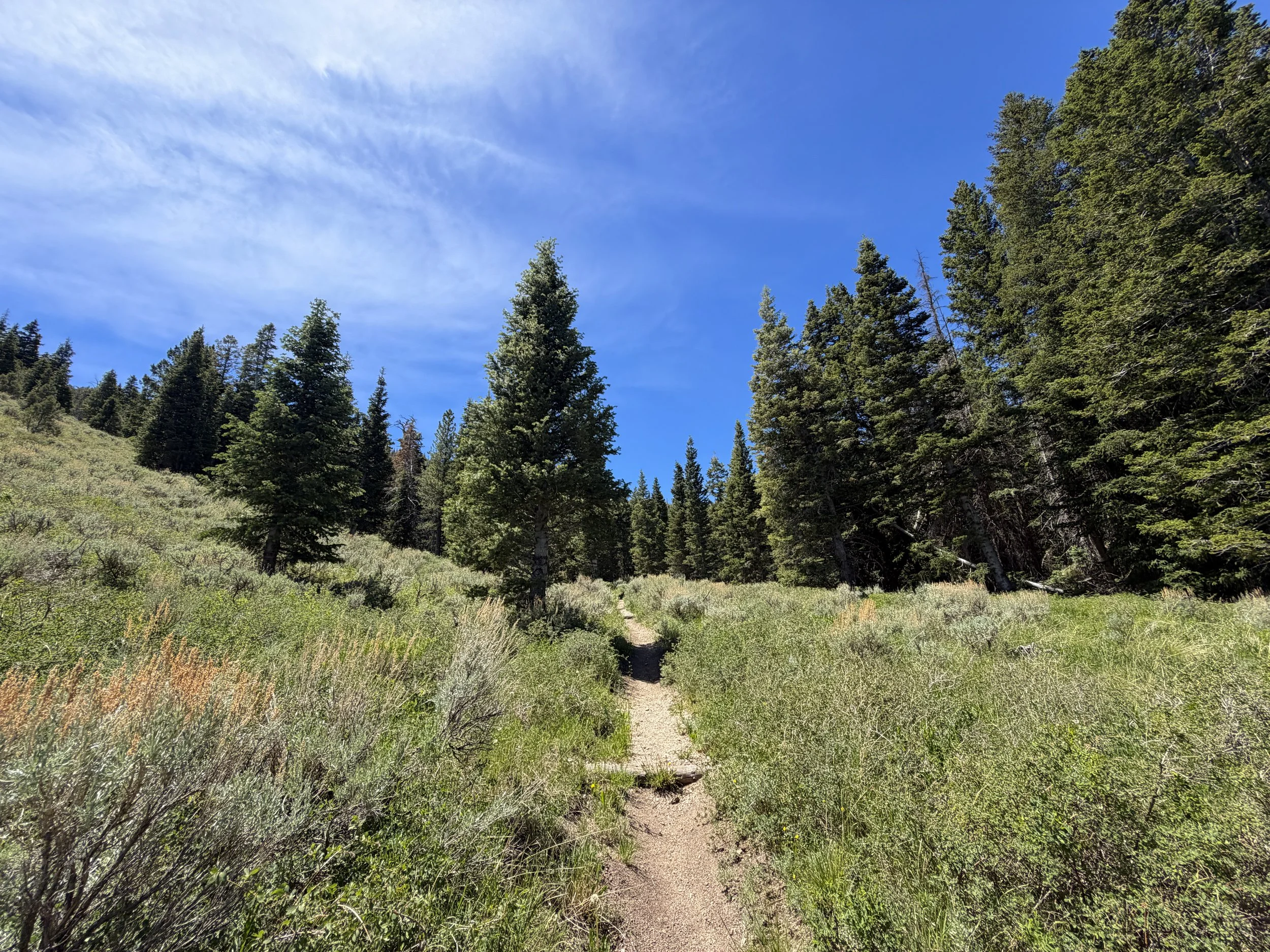 Timber Creek Loop Trail Great Basin National Park Nevada