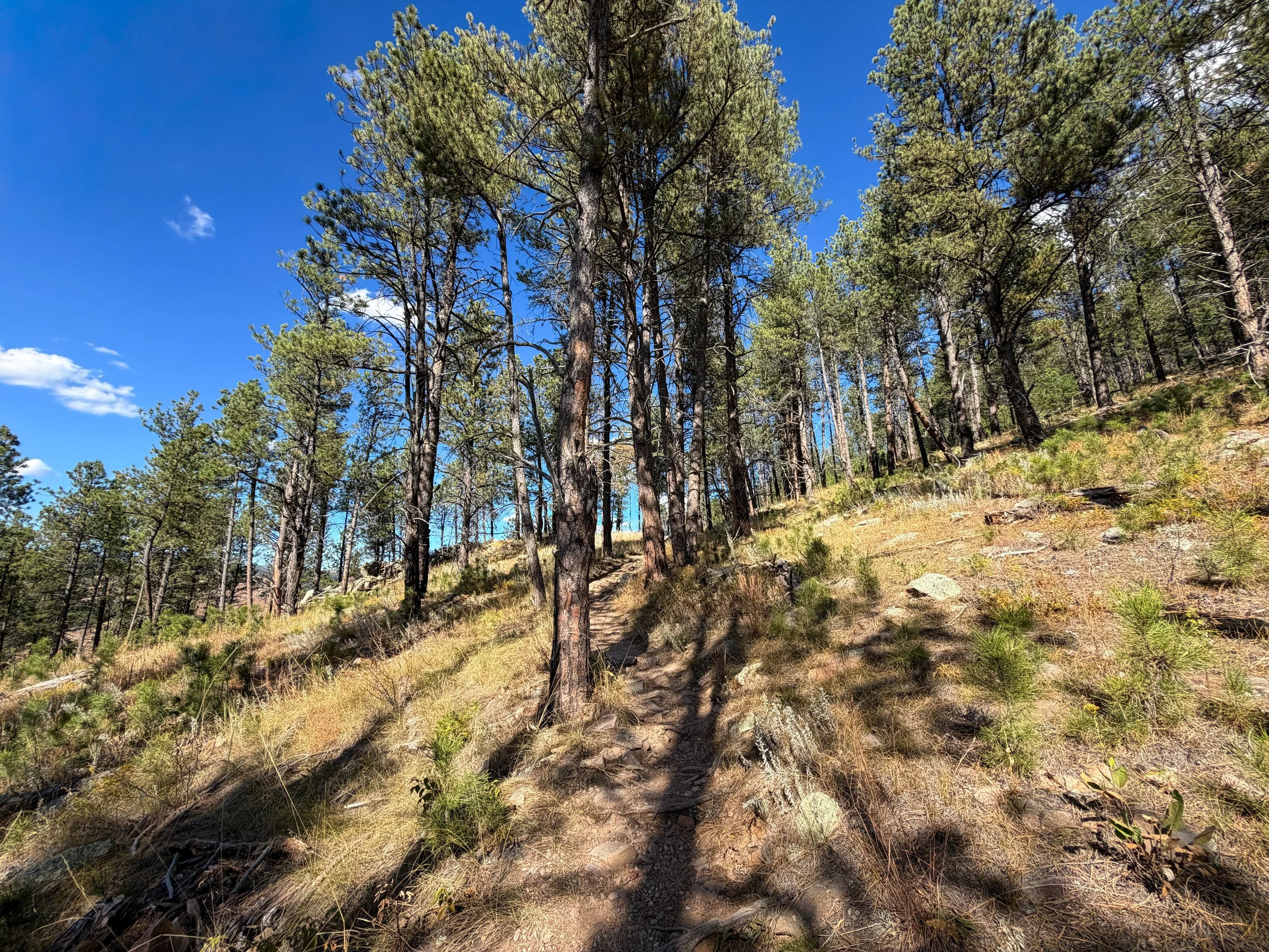 Rankin Ridge Trail Wind Cave National Park South Dakota