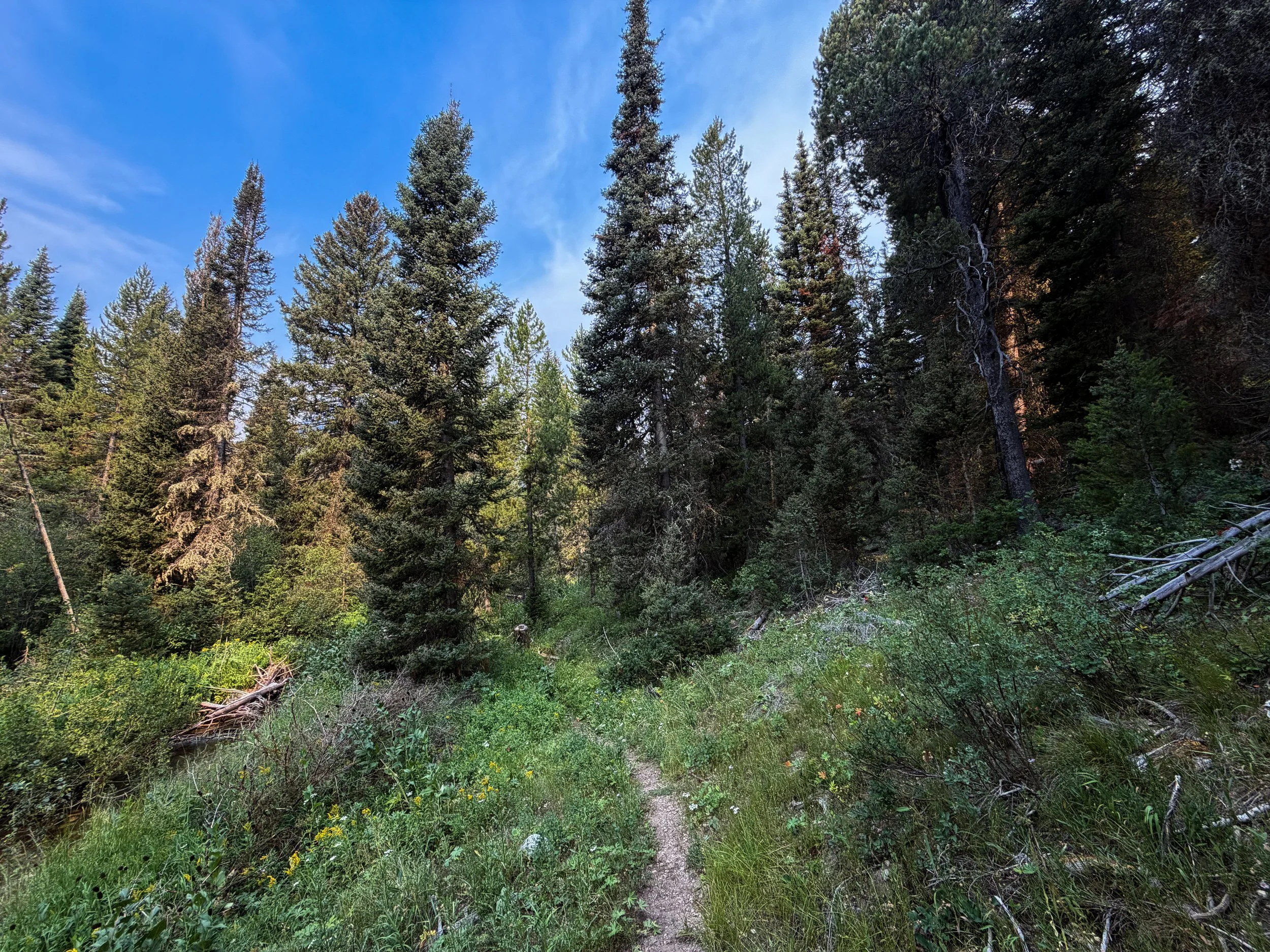 Boulder Aspen Ridge Loop Trail Grand Teton National Park Wyoming