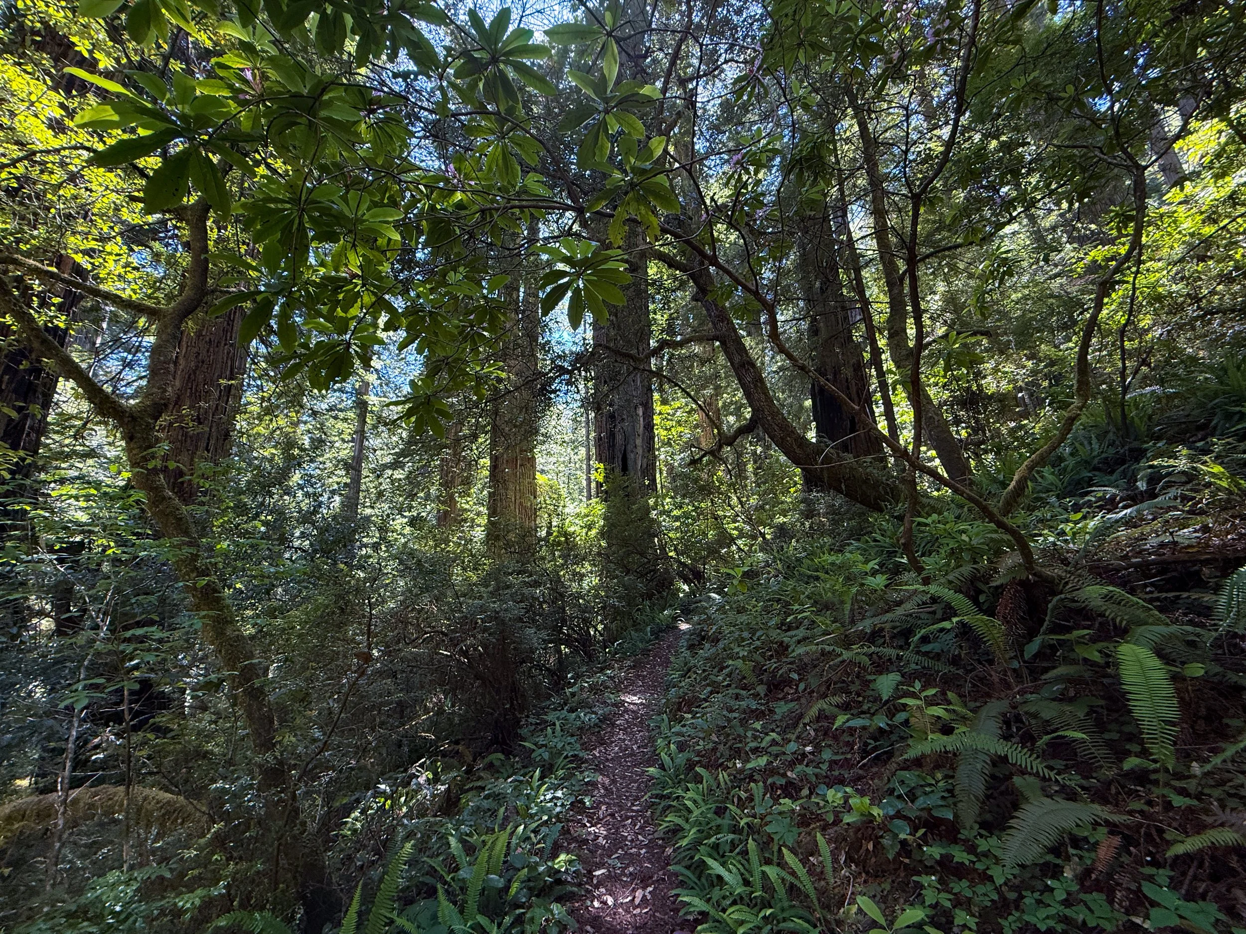 Ten Taypo Trail Prairie Creek Redwoods State Park California