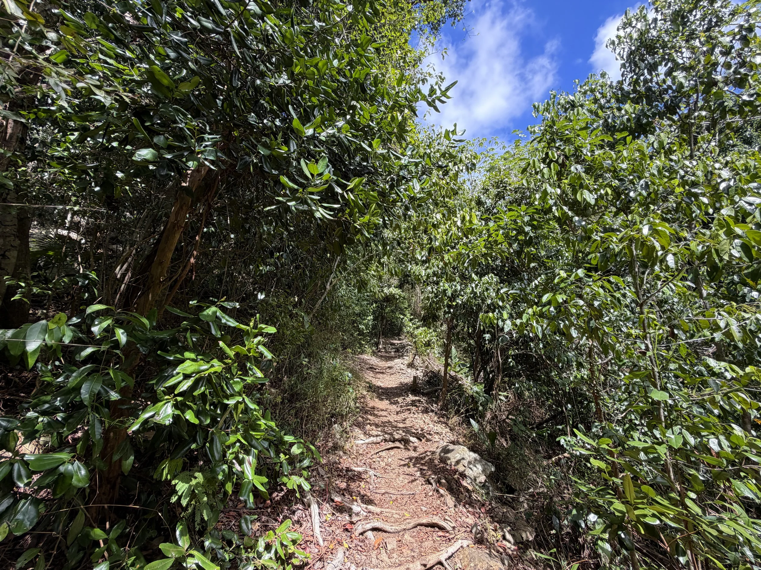 Cinnamon Bay Hike Virgin Islands National Park