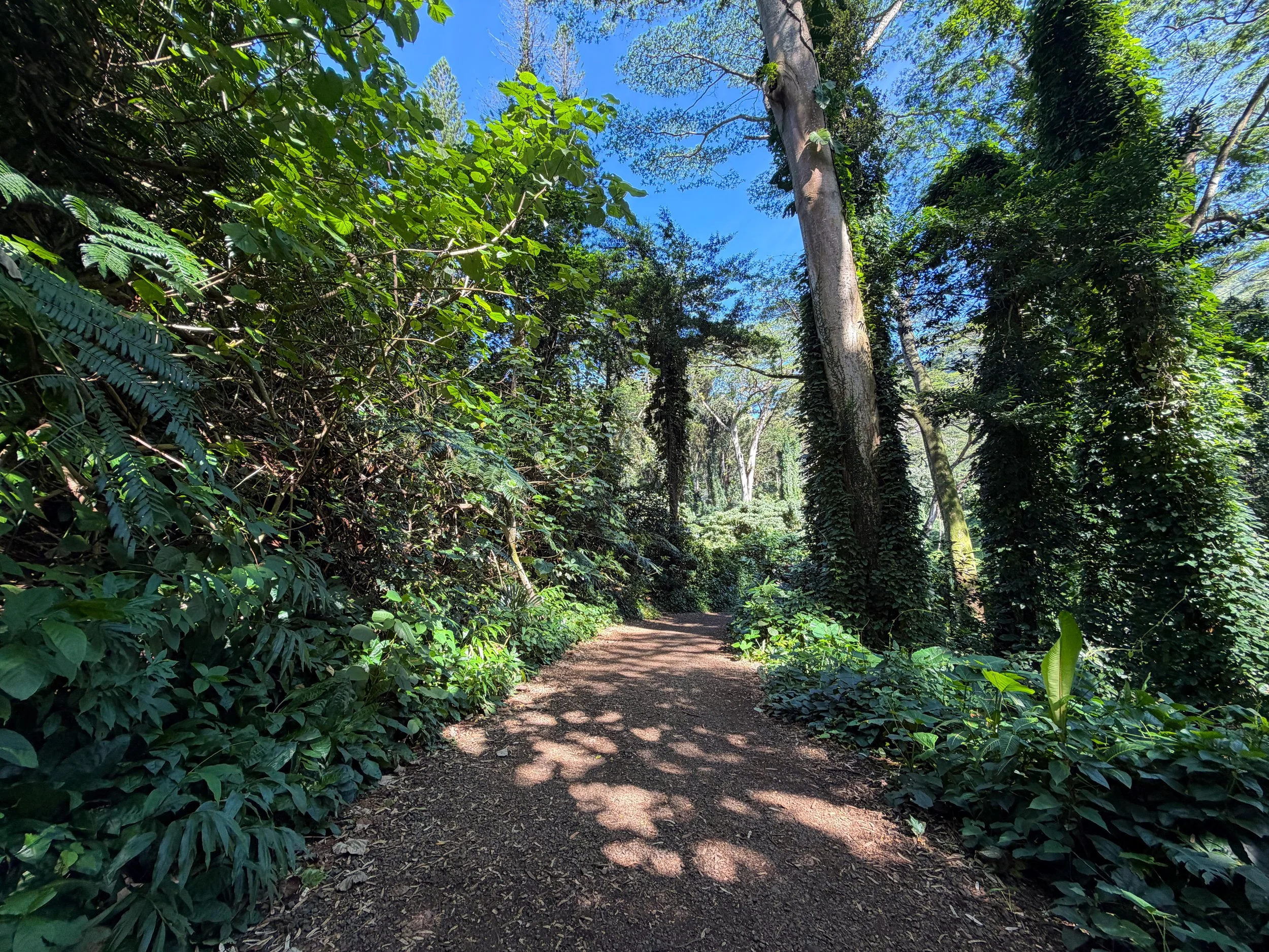 Manoa Falls Trail Oahu Hawaii