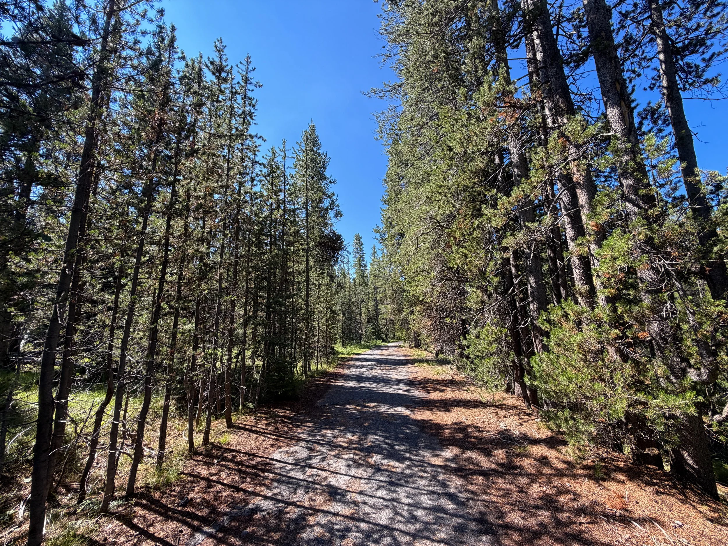 Lone Star Geyser Trail Yellowstone National Park Wyoming