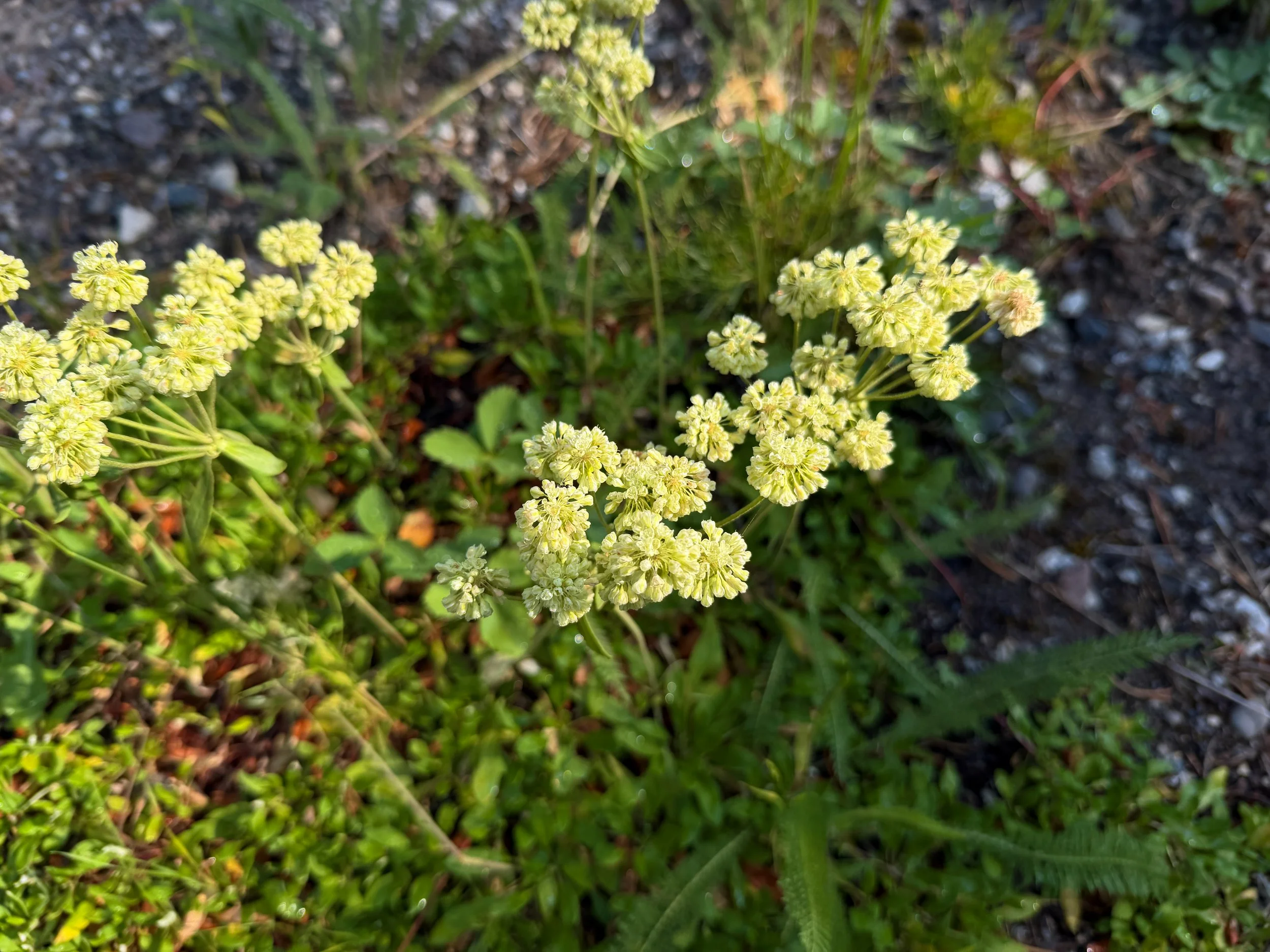 Sulphur-flower Buckwheat Eriogonum umbellatum