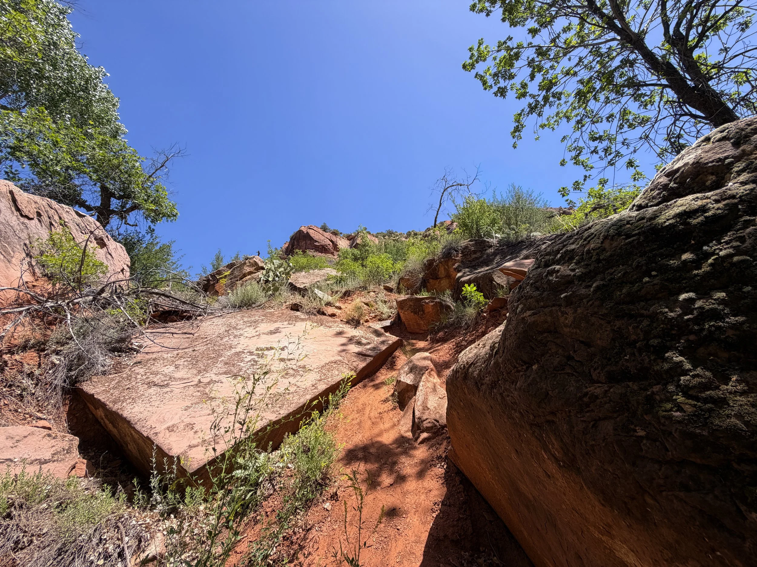 Grapevine Trail to Left Fork Falls Zion National Park Utah