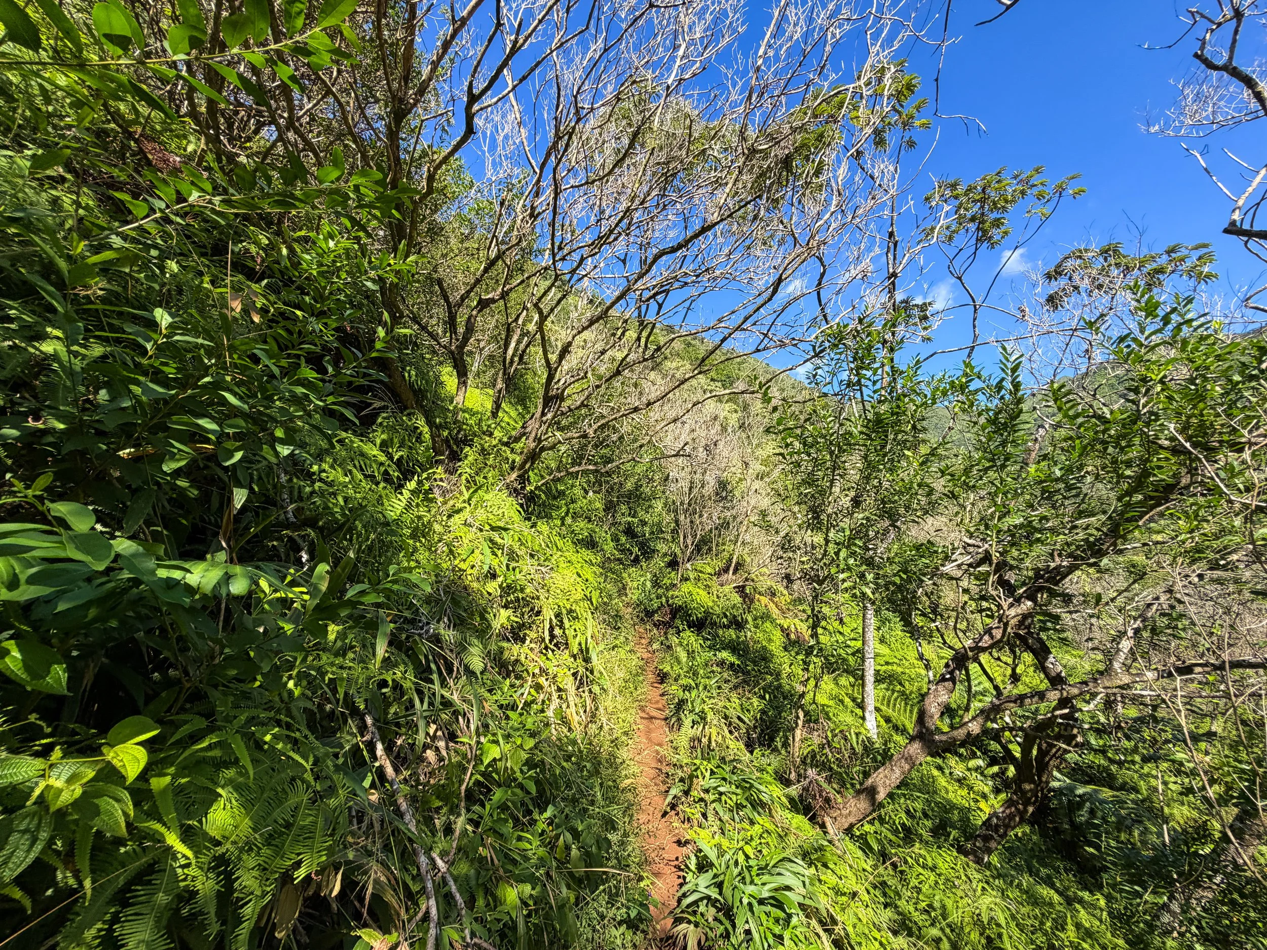 Kaau Crater Trail Oahu Hawaii