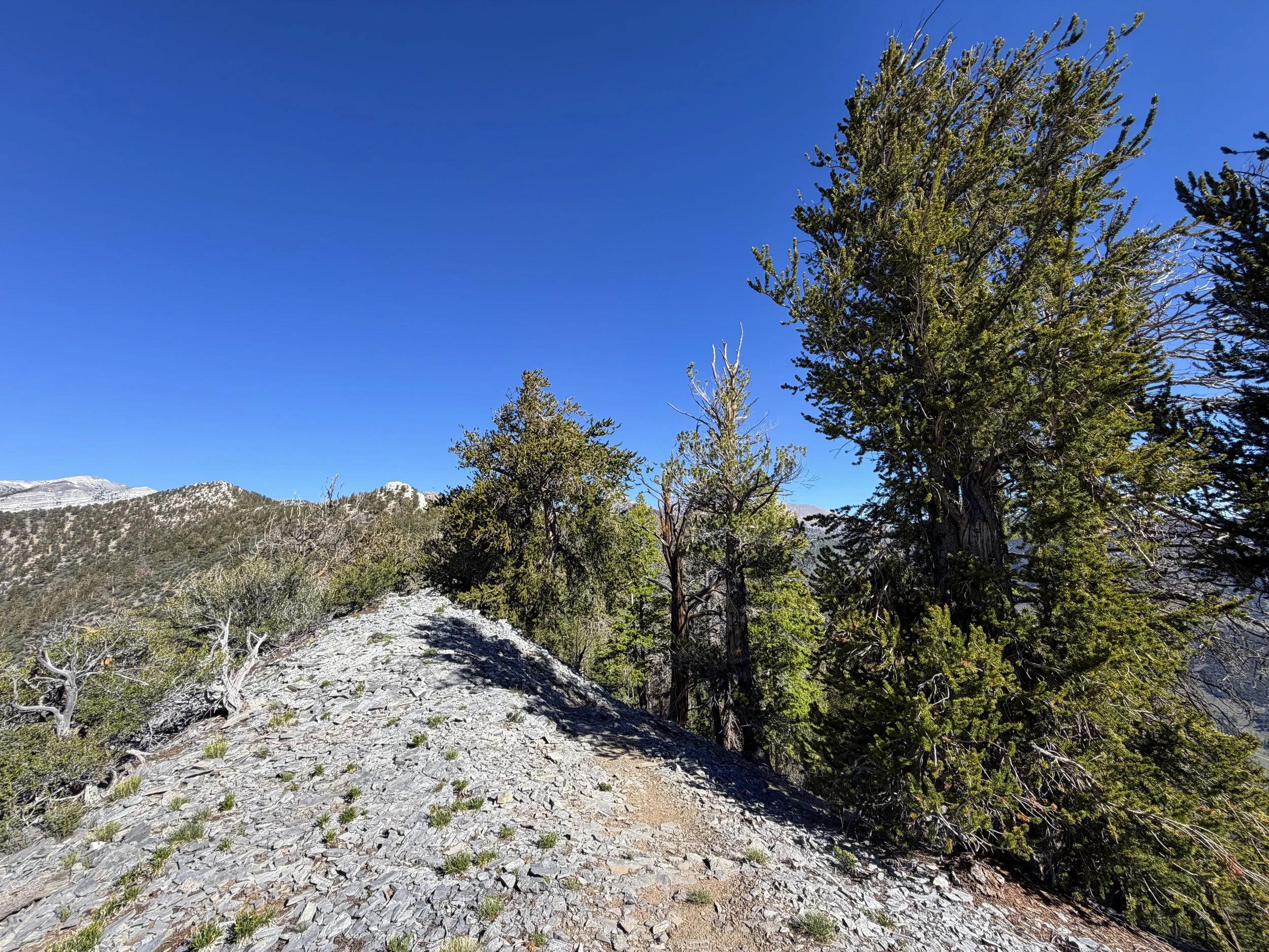 Snake Divide Trail to Magic Grove Great Basin National Park Nevada