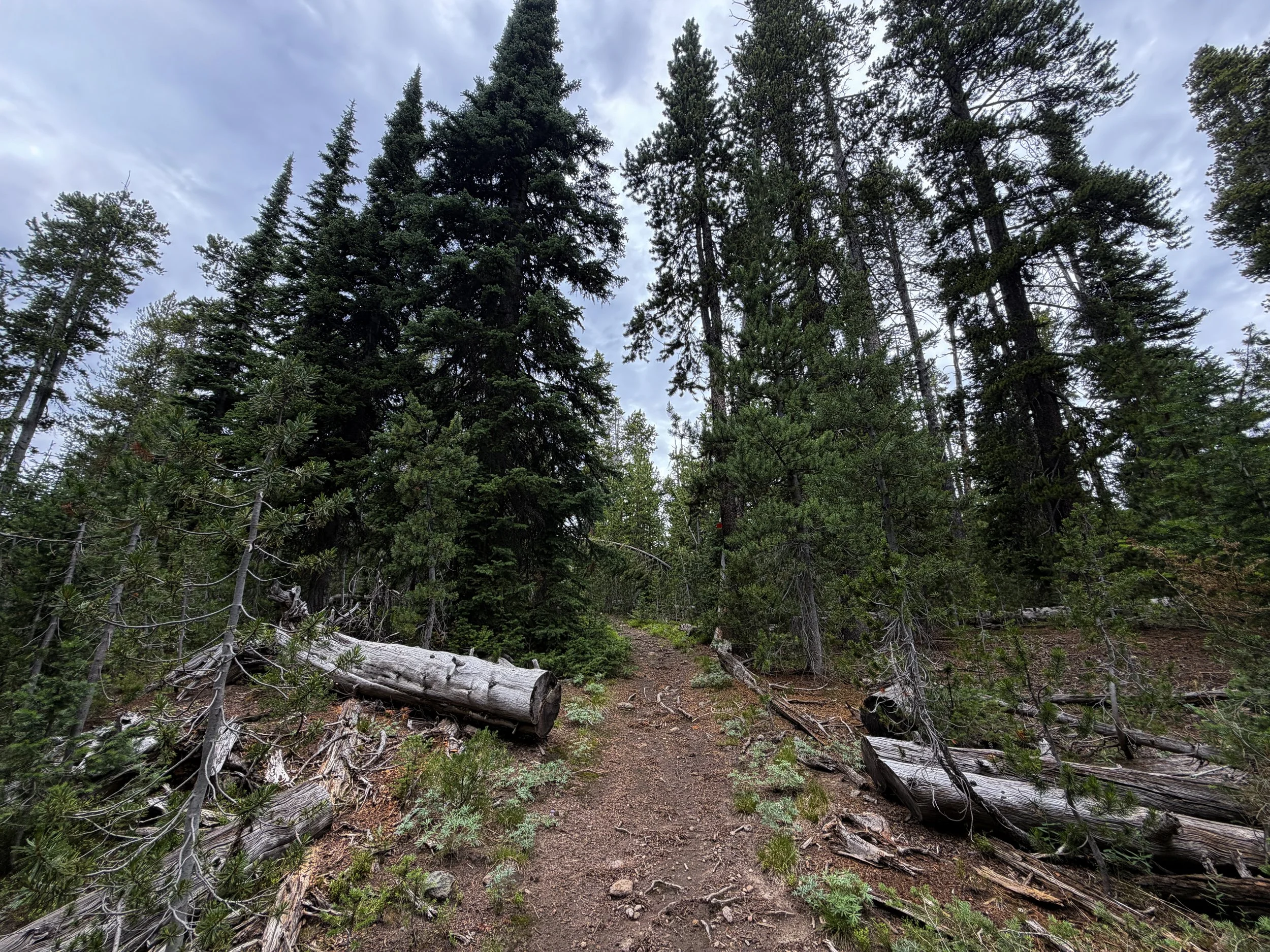 Divide Trail Yellowstone National Park Wyoming