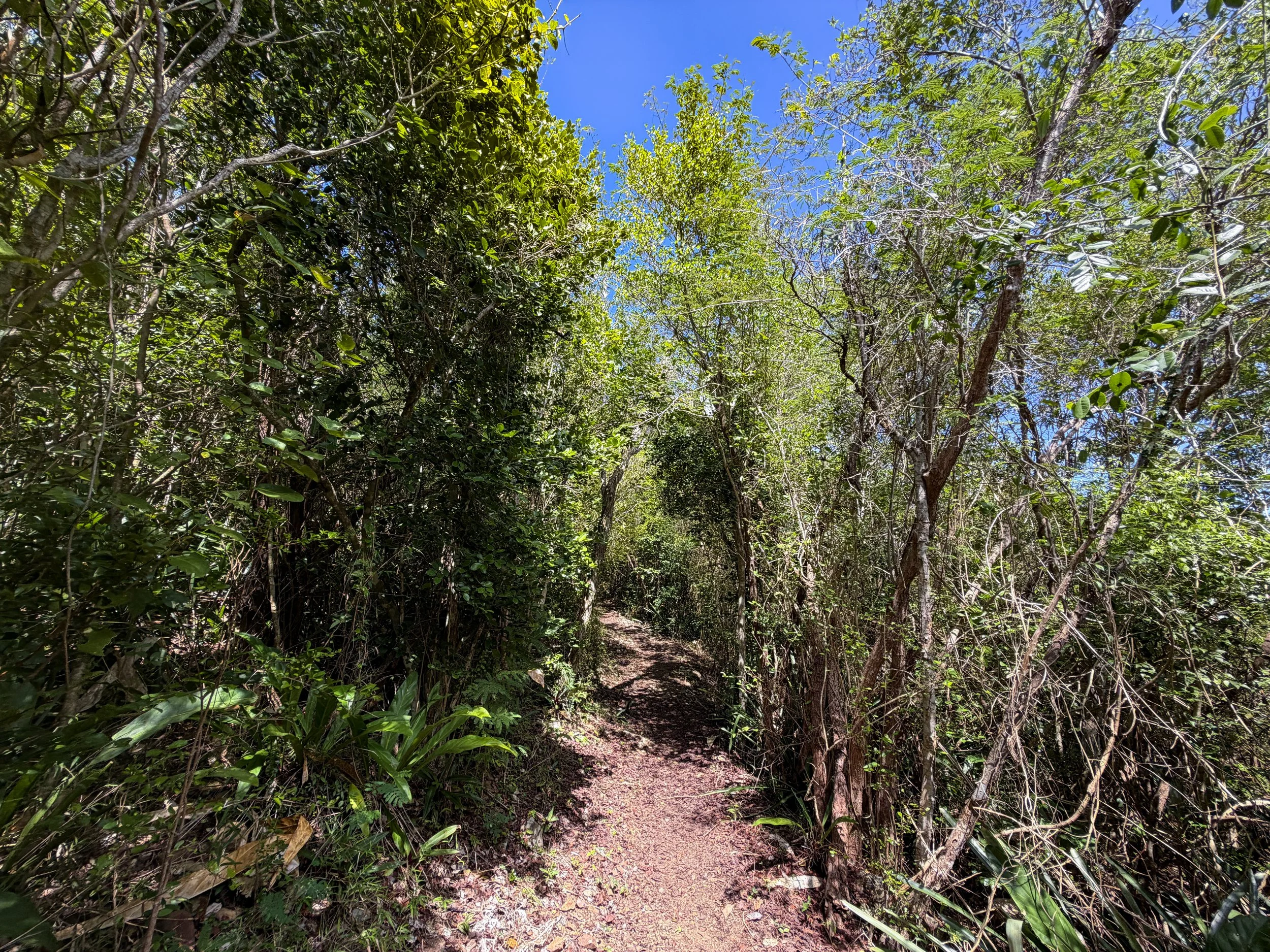 Caneel Hill Hike to Margaret Hill Virgin Islands National Park