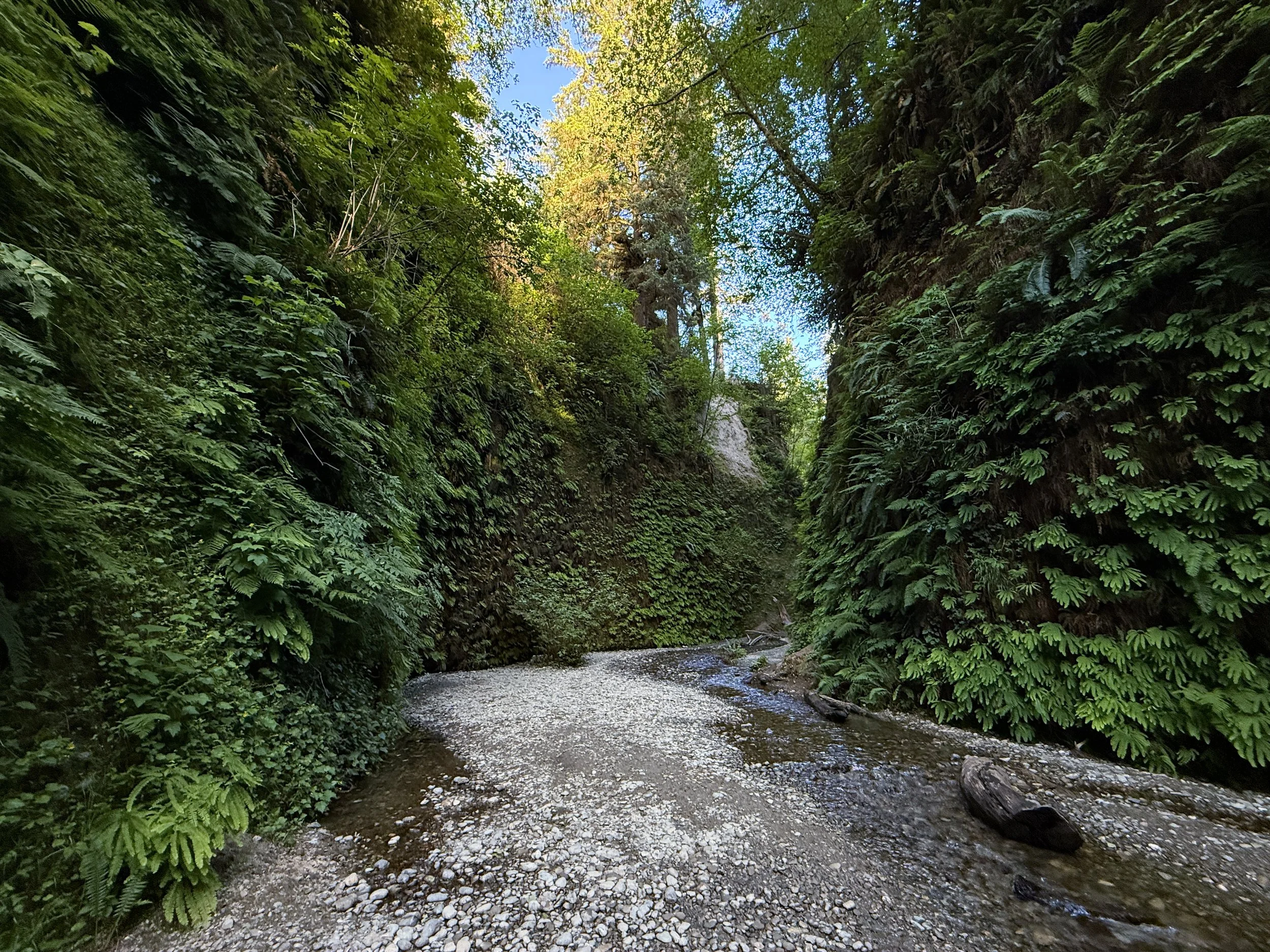 Fern Canyon Trail Prairie Creek Redwoods State Park California
