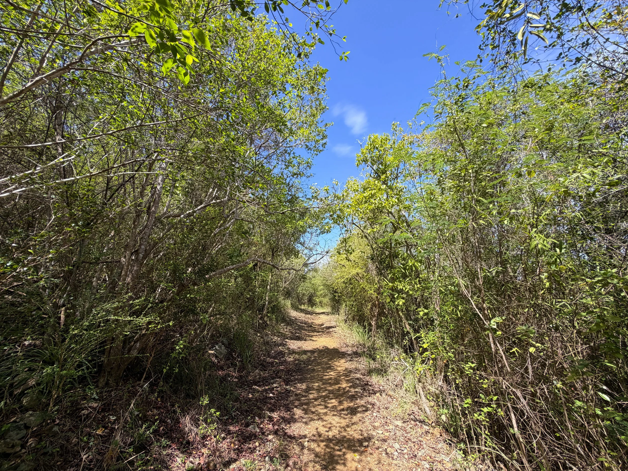 Lind Point Hike Virgin Islands National Park