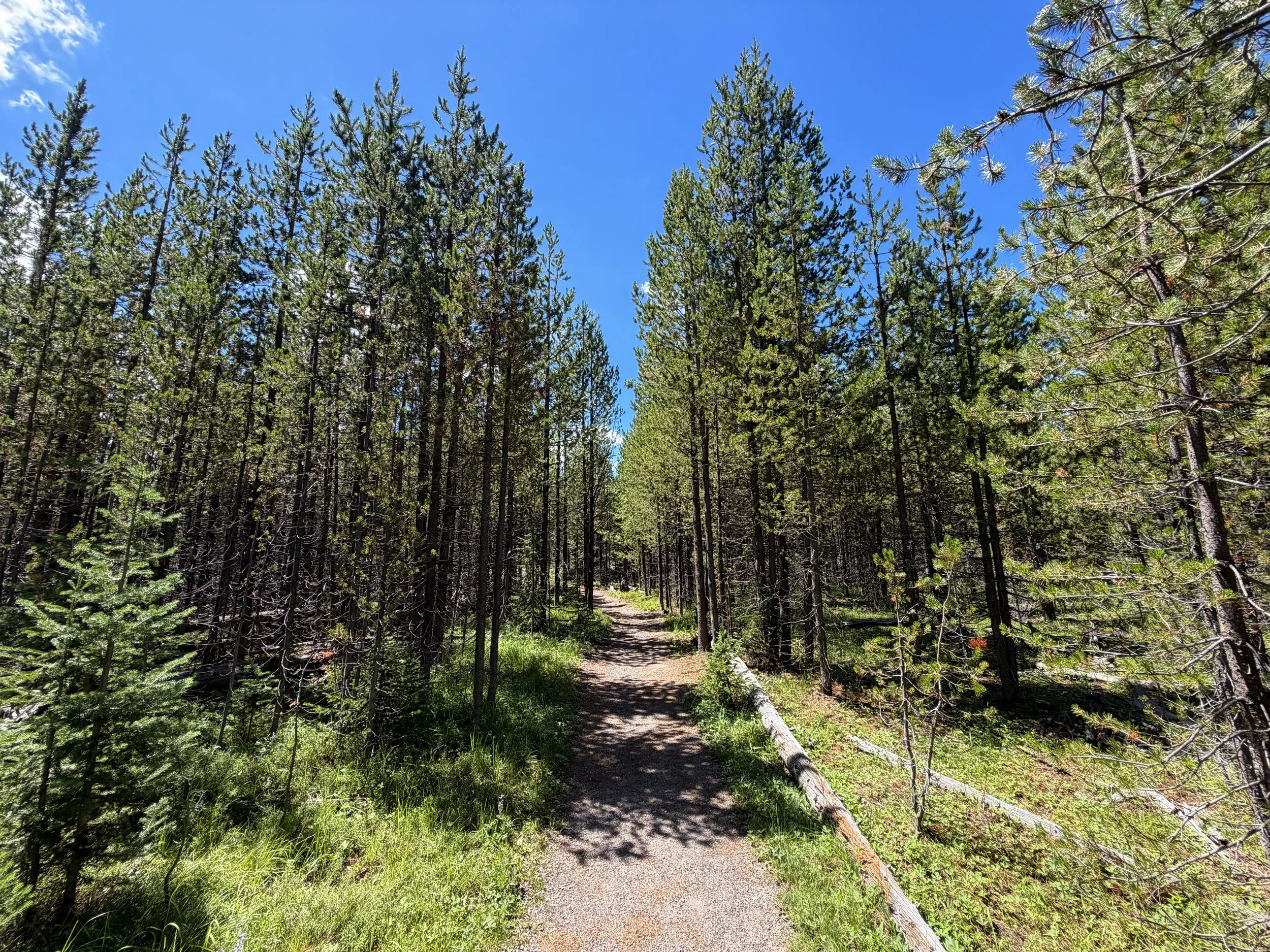Yellowstone Lake Overlook Trail Yellowstone National Park Wyoming