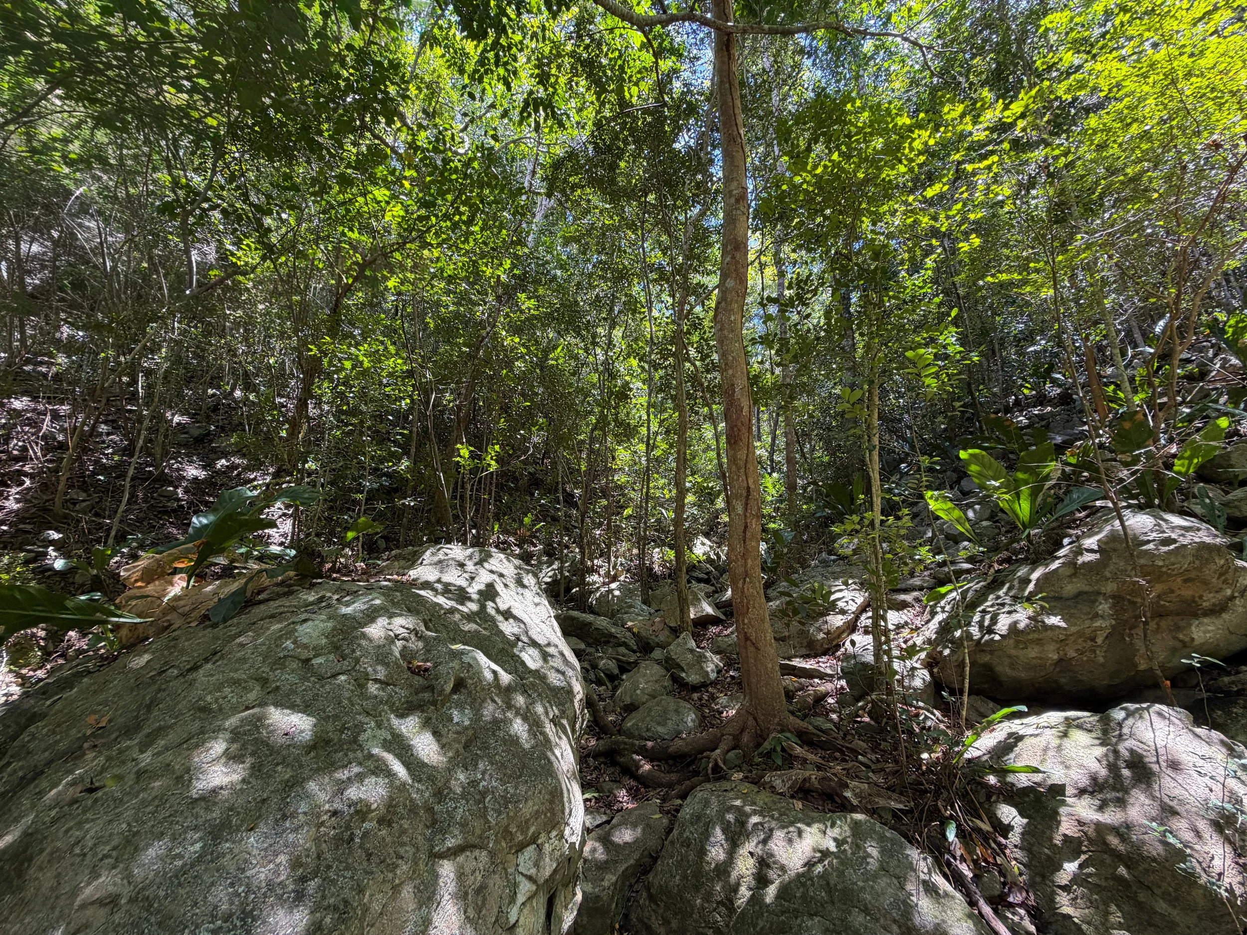 Tamarind Tree Trail Virgin Islands National Park
