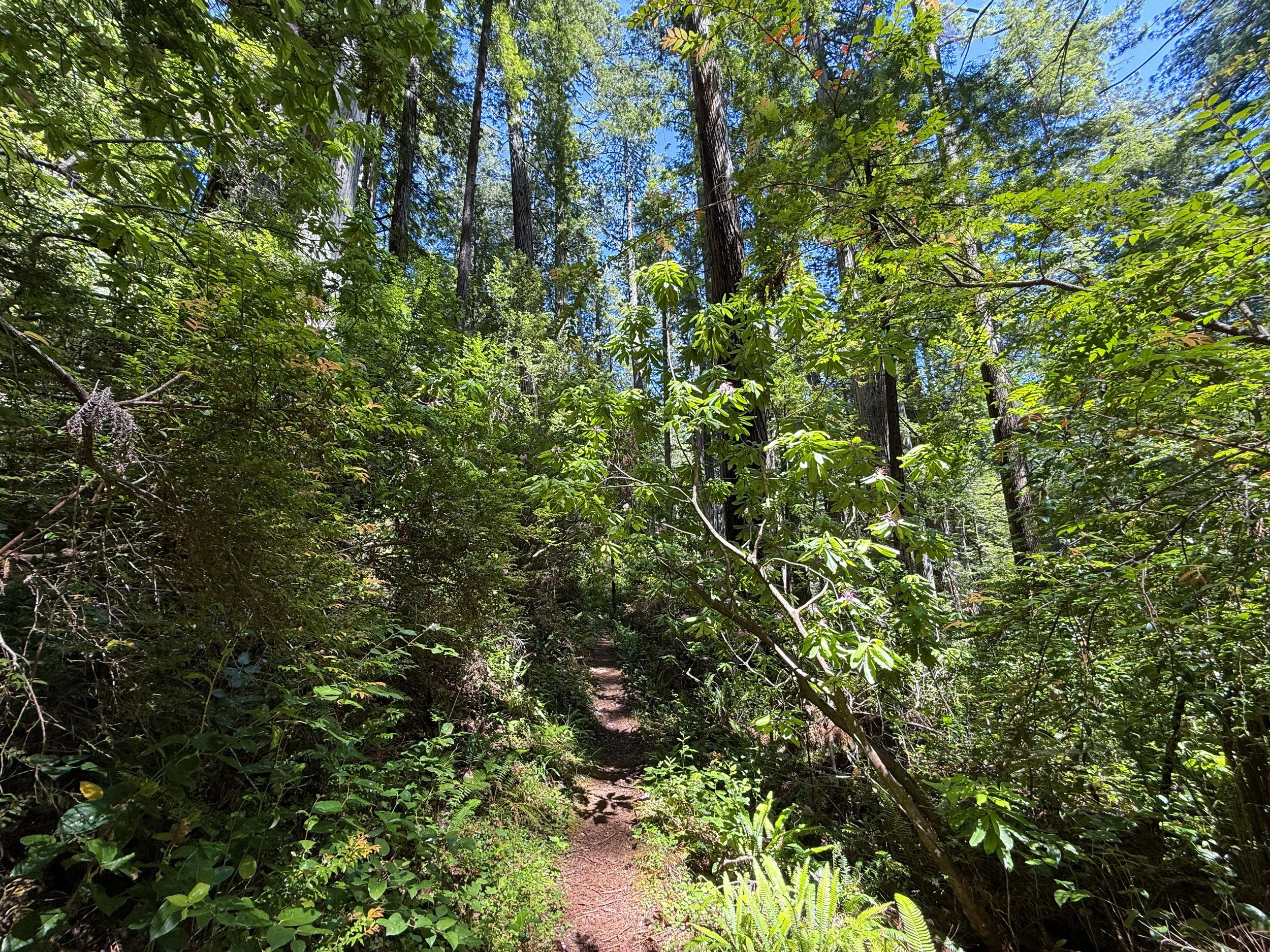 Ten Taypo–Hope Creek Loop Trail Prairie Creek Redwoods State Park California