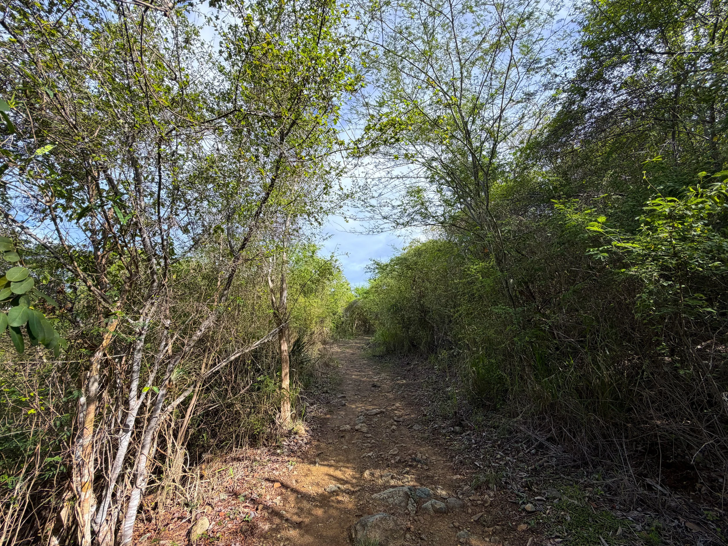 Lind Point Loop Trail Virgin Islands National Park