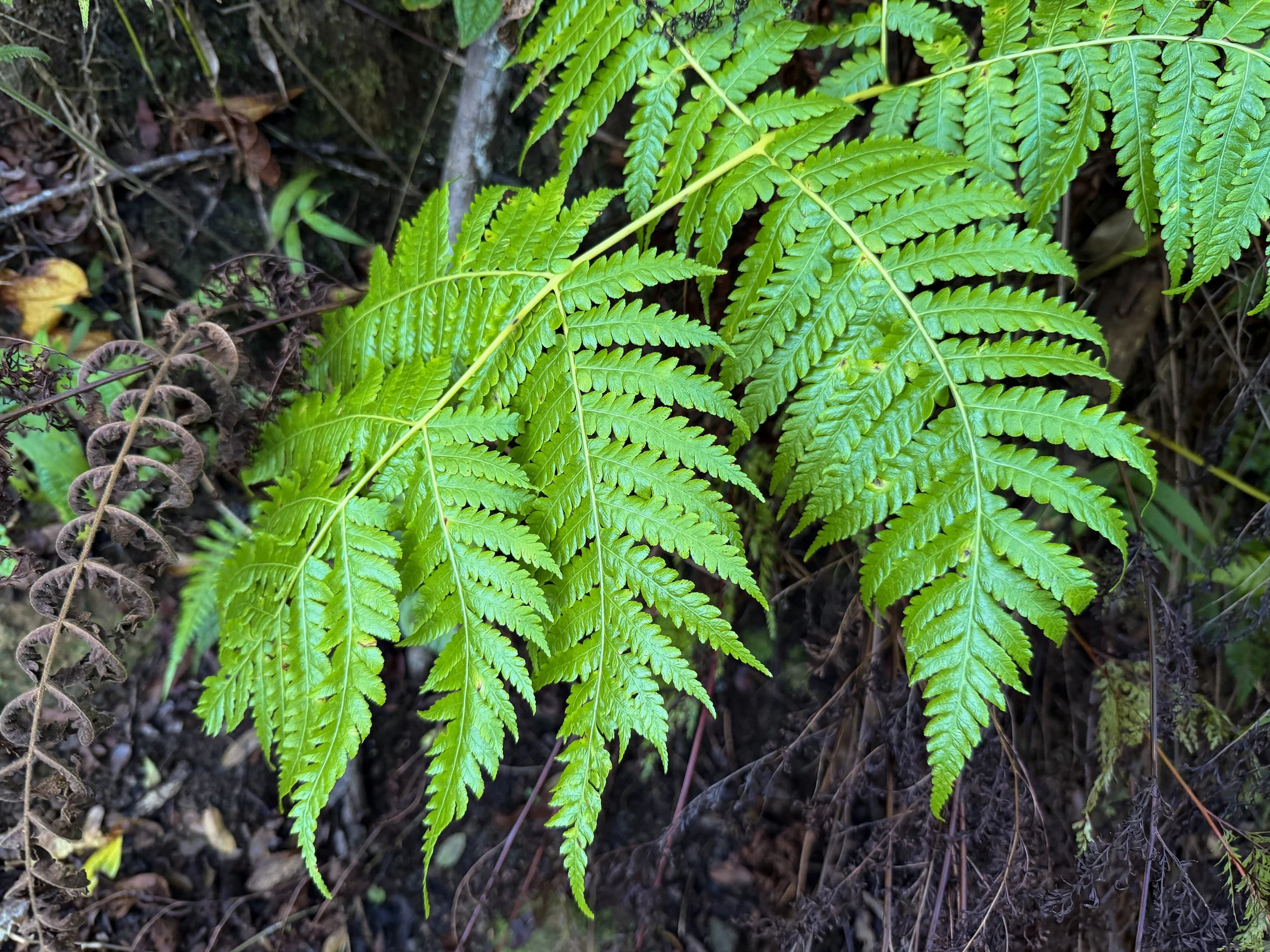Hapuu Cibotium chamissoi