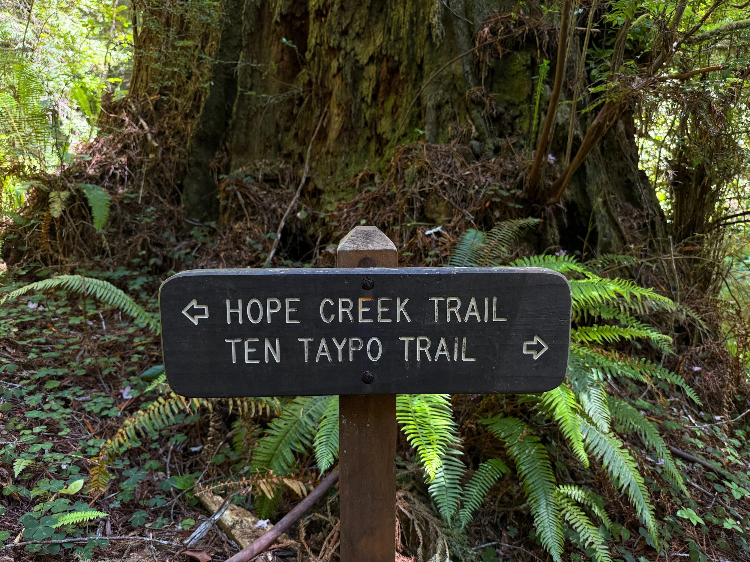 Hope Creek–Ten Taypo Loop Trail Prairie Creek Redwoods State Park California