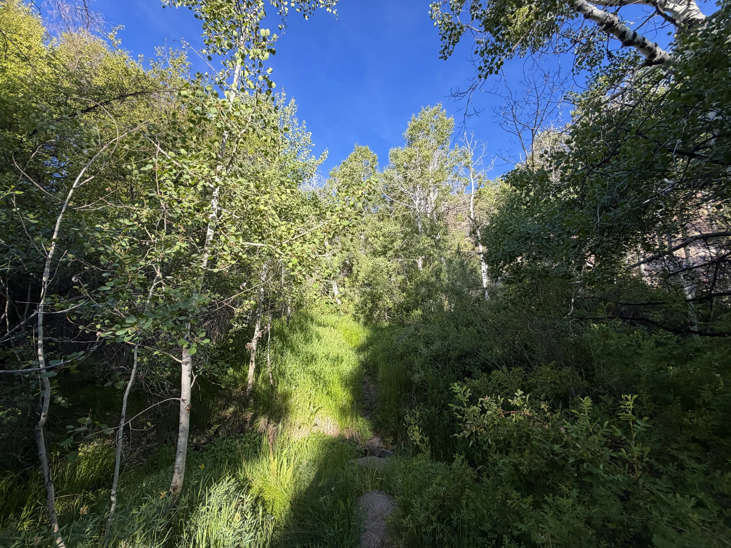 Pole Canyon Trail Great Basin National Park Nevada