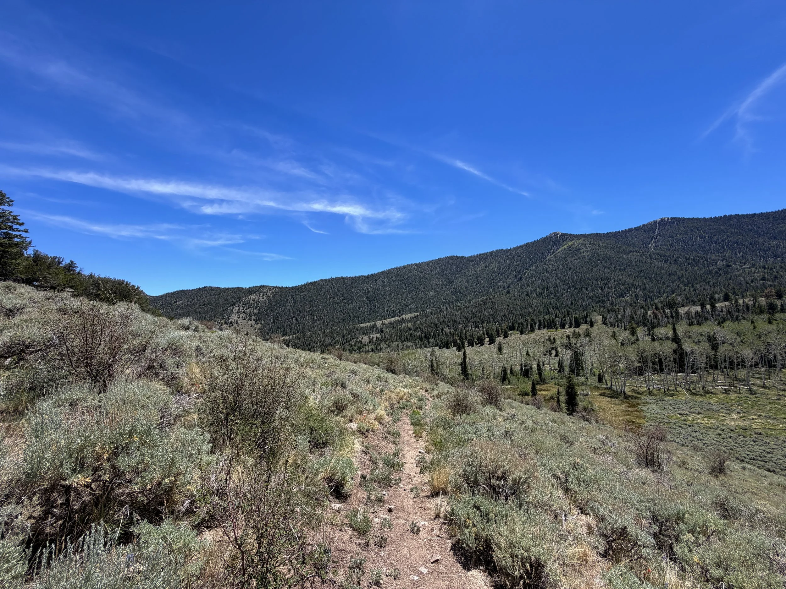 Serviceberry Loop Trail Great Basin National Park Nevada