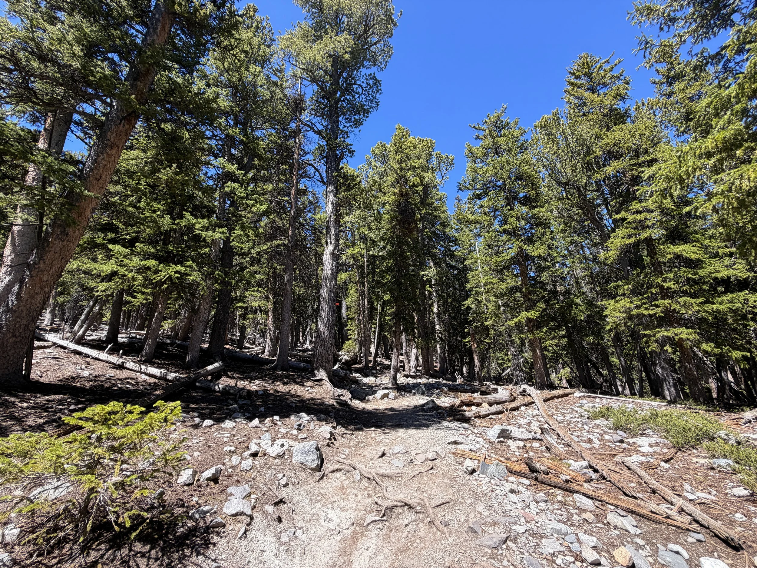 Bristlecone Trail Great Basin National Park Nevada