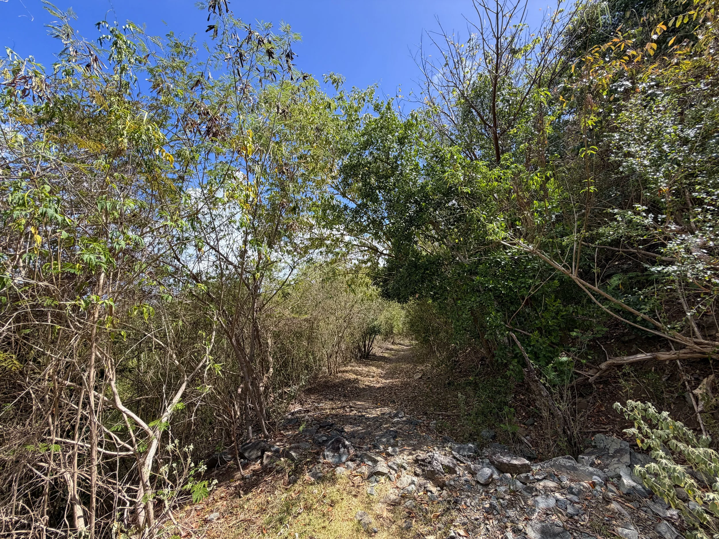 Johnny Horn Hike Virgin Islands National Park