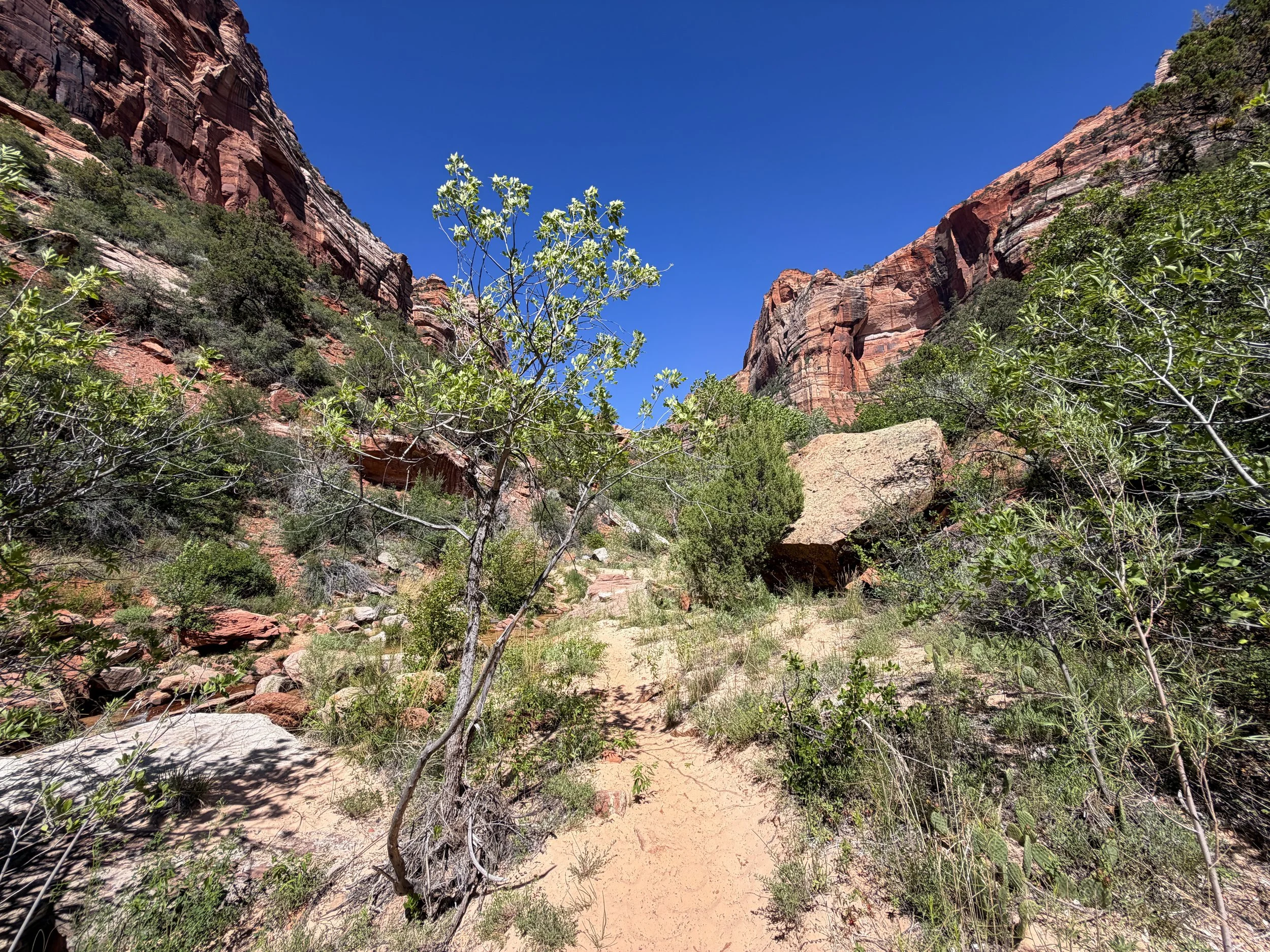 Subway Trail Left Fork North Creek Zion National Park Utah
