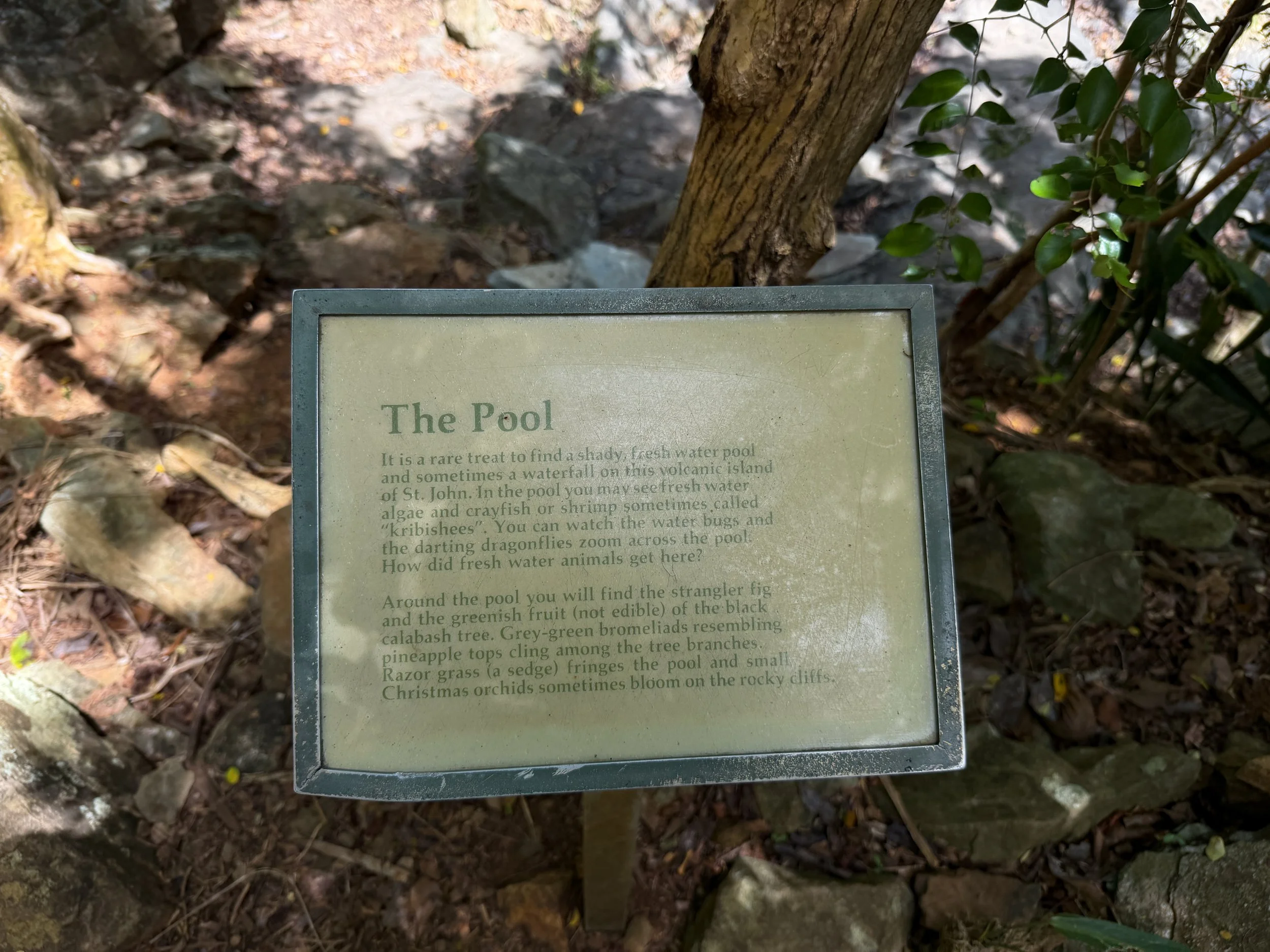 Petroglyph Trail Virgin Islands National Park