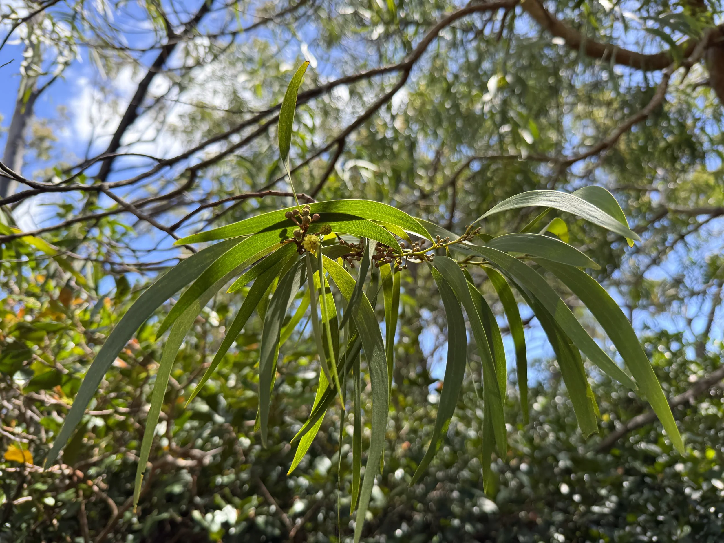 Koa Tree Oahu Hawaii
