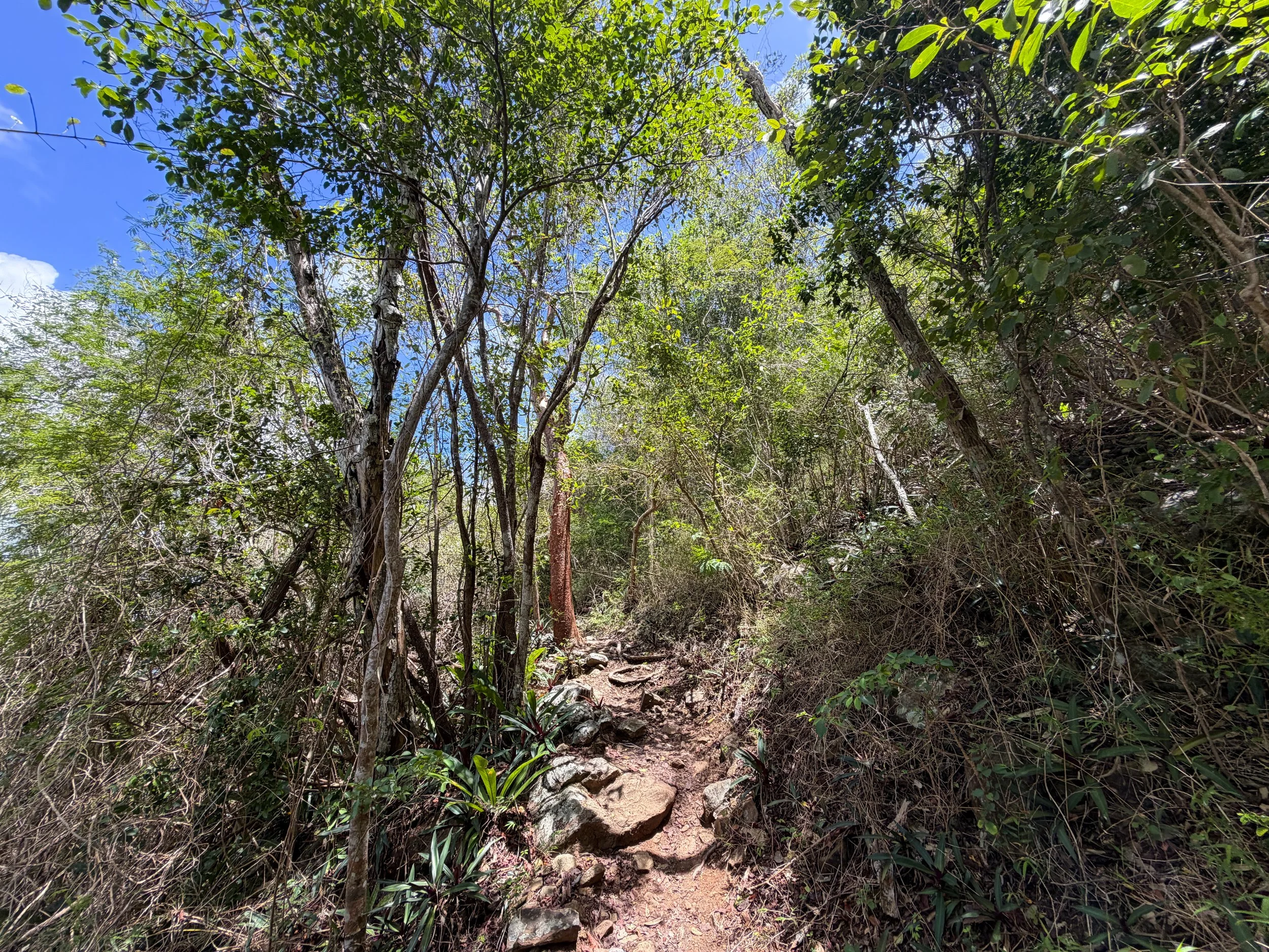 Caneel Hill Hike Virgin Islands National Park
