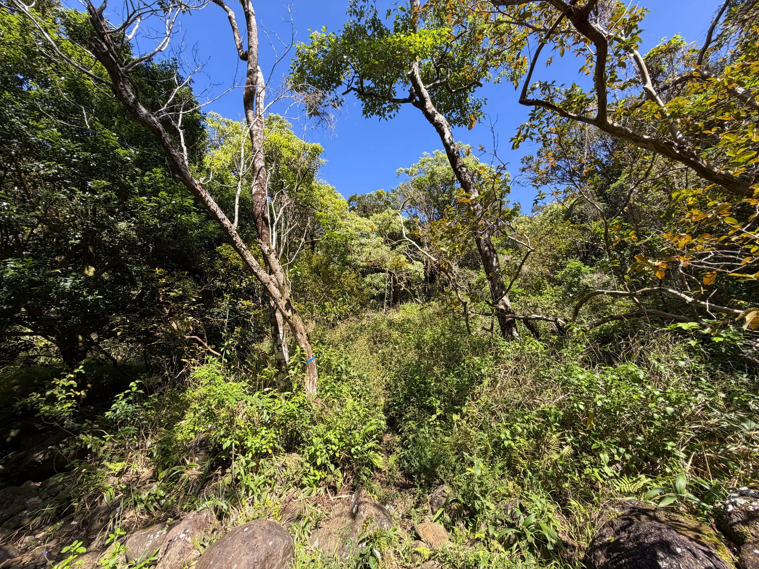 Kulanaahane Trail Oahu Hawaii