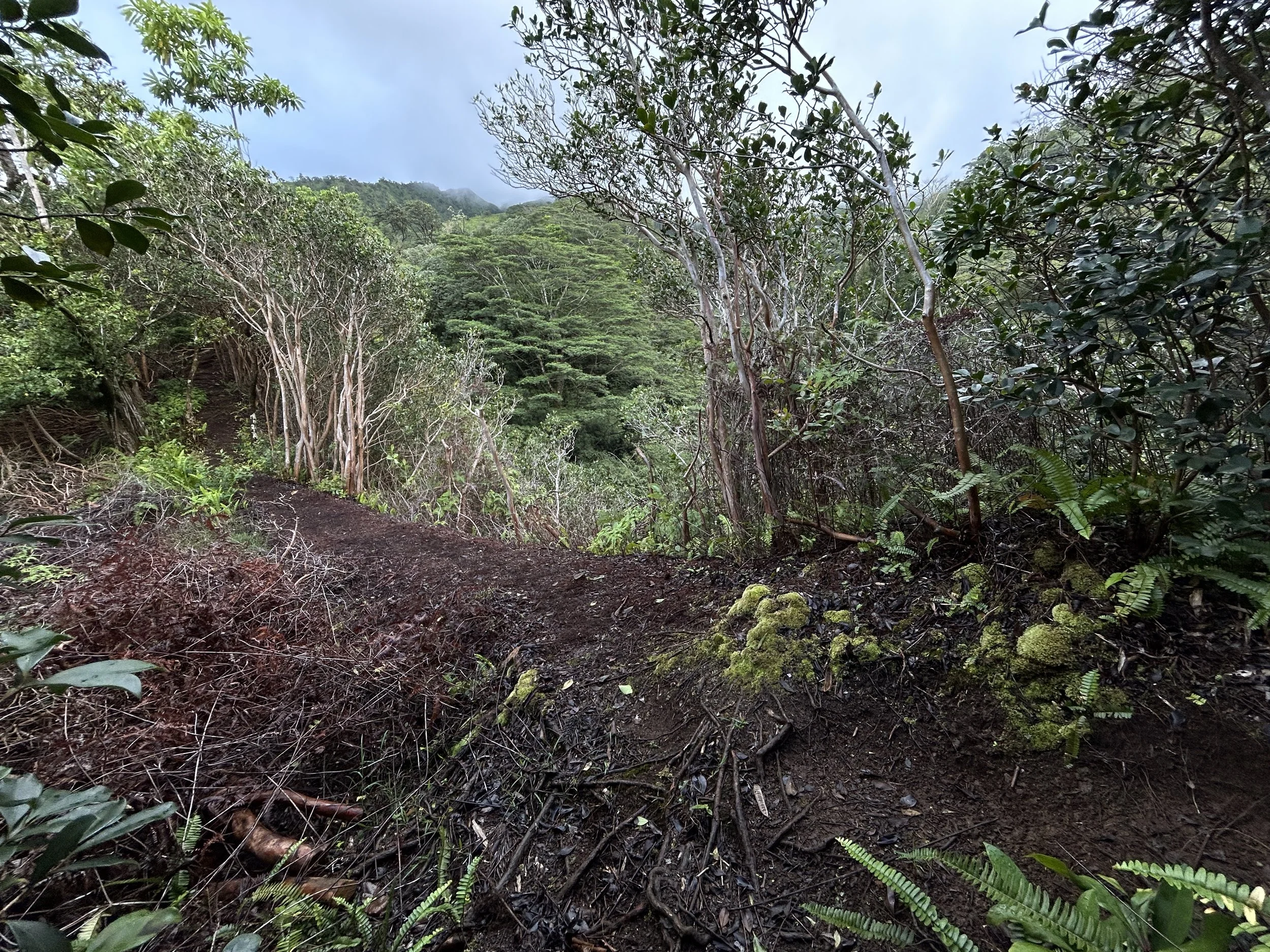 Hiking the Mānoa Middle Ridge Trail on Oʻahu — noahawaii