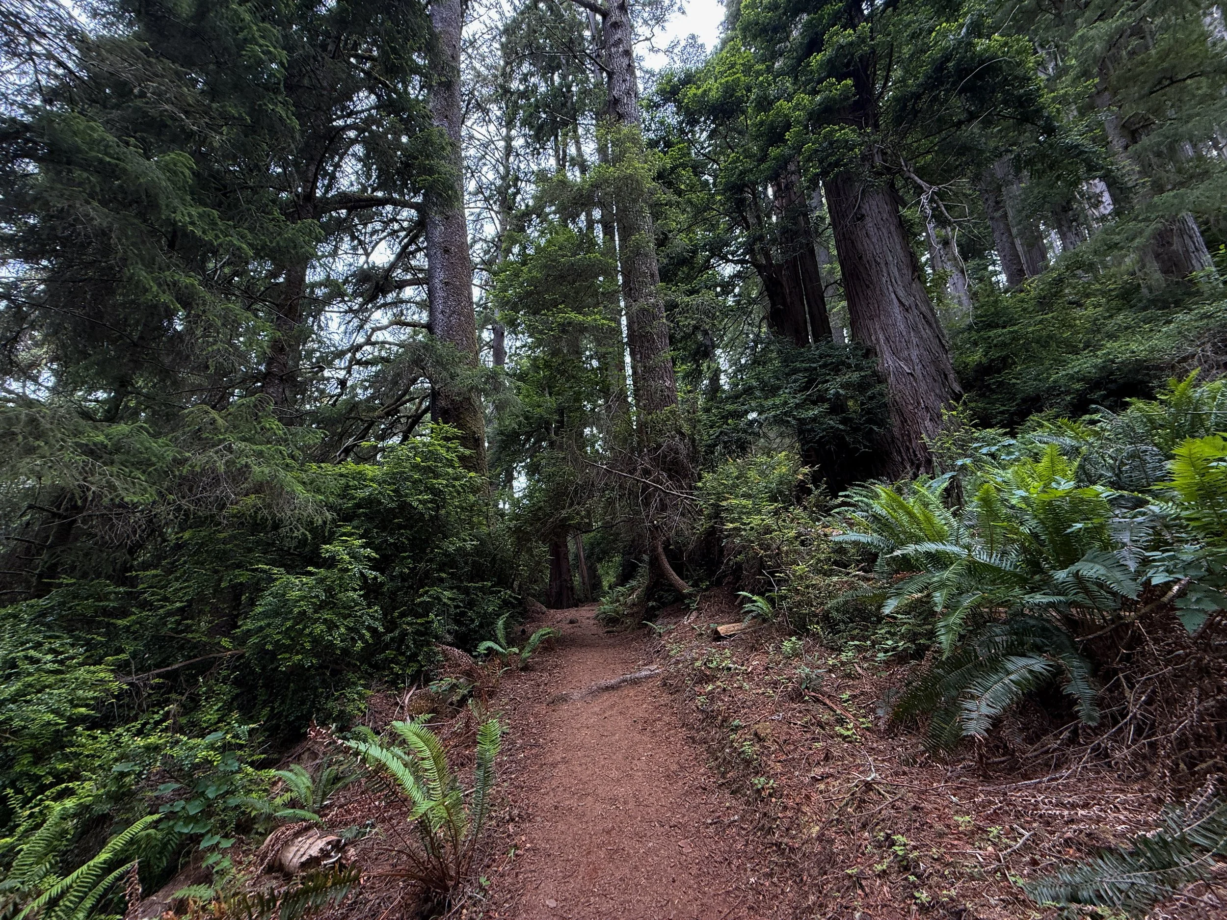 Damnation Creek Trail Del Norte Coast Redwoods State Park California