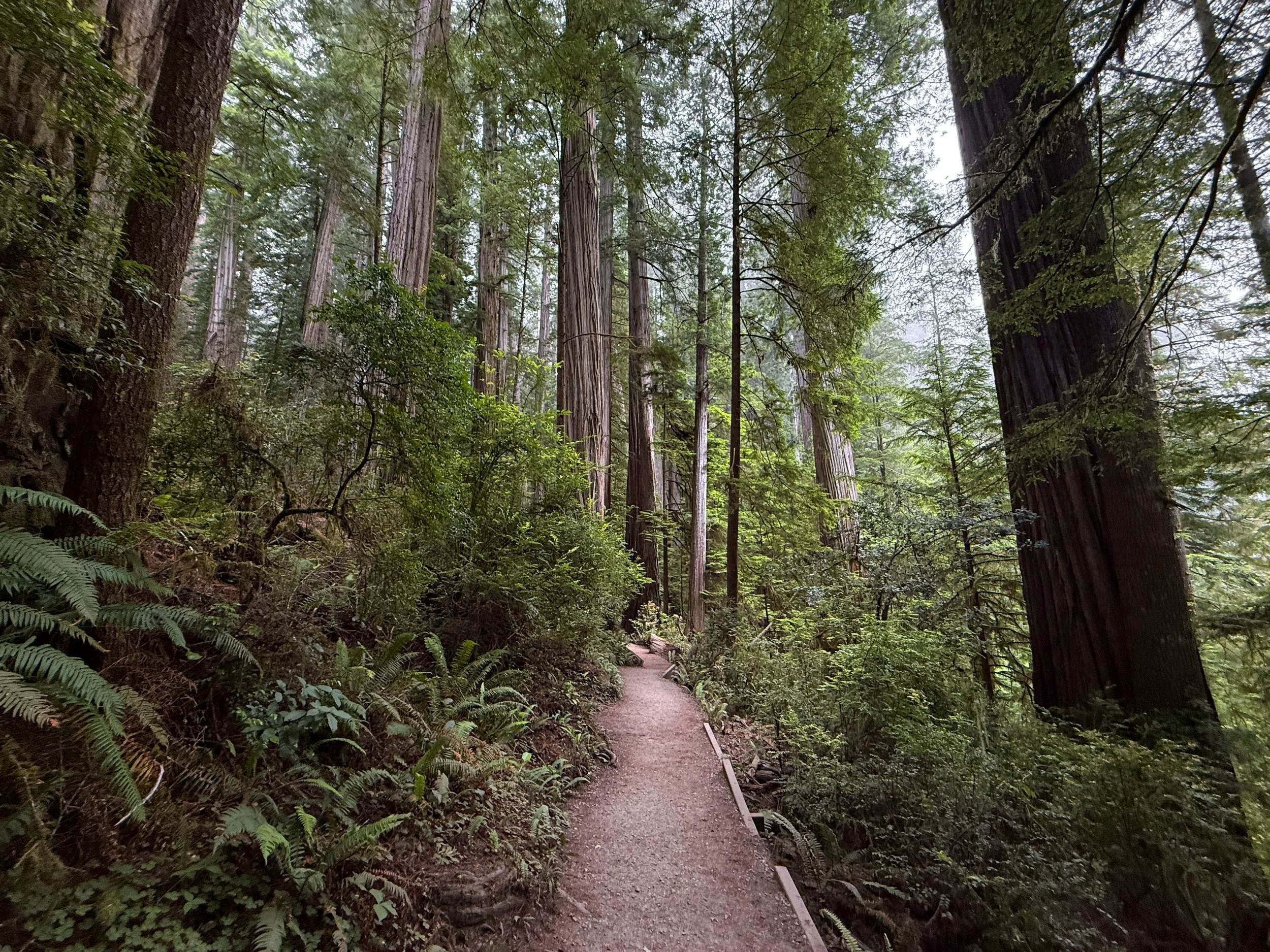 Grove of the Titans Trail Jedediah Smith Redwoods State Park California